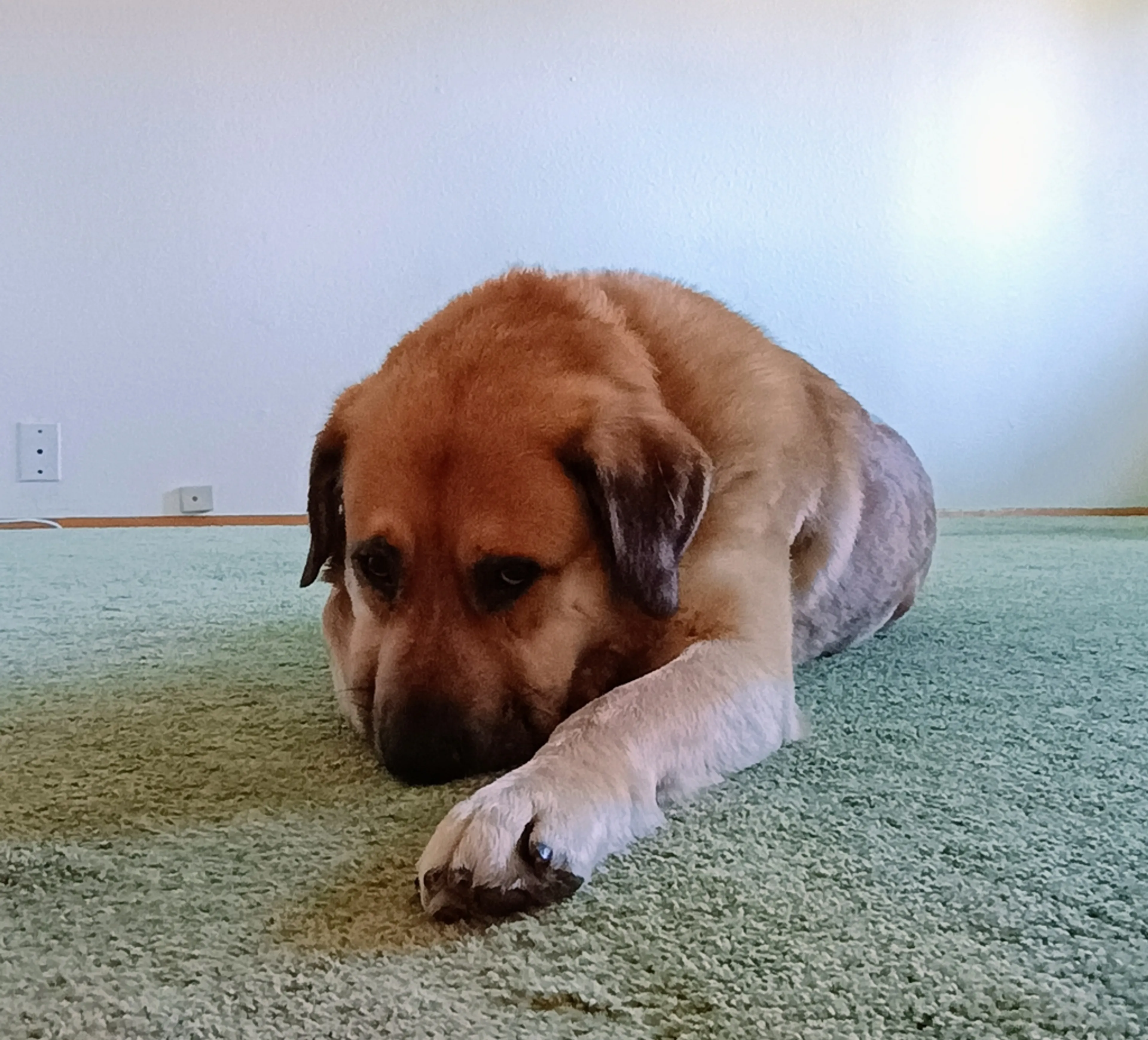 Found pet-4