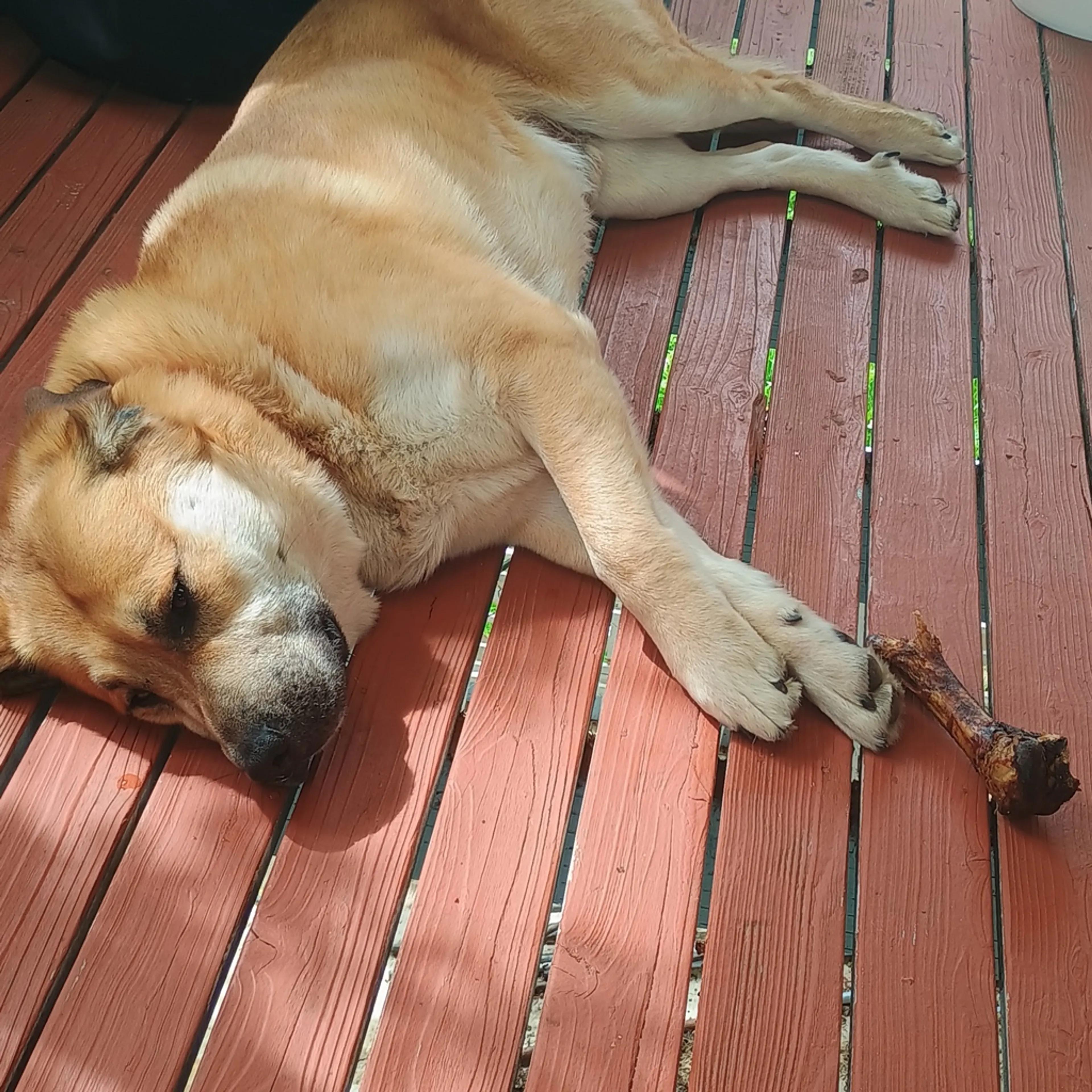 Found pet-2