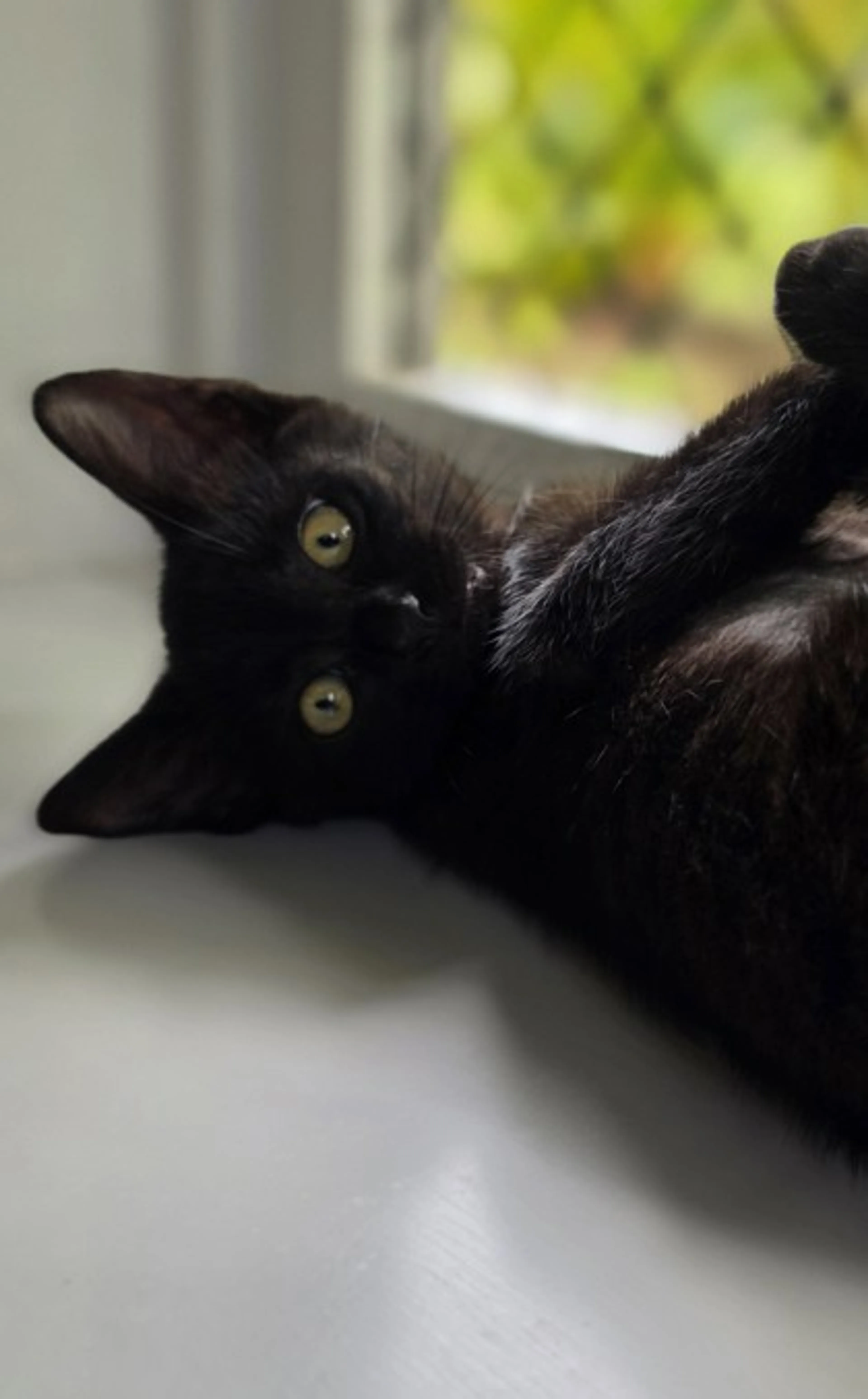 Found pet-0