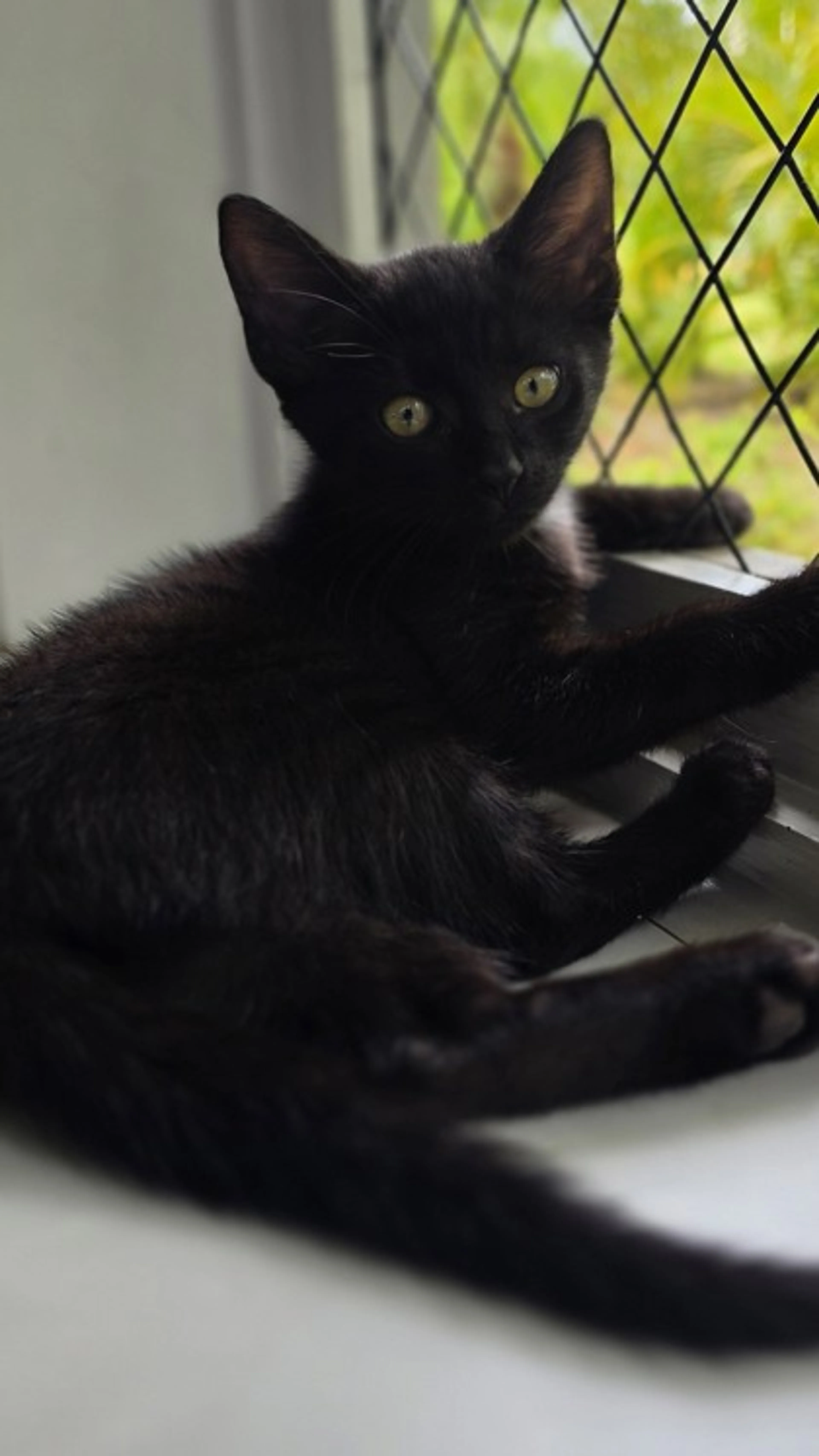 Found pet-1