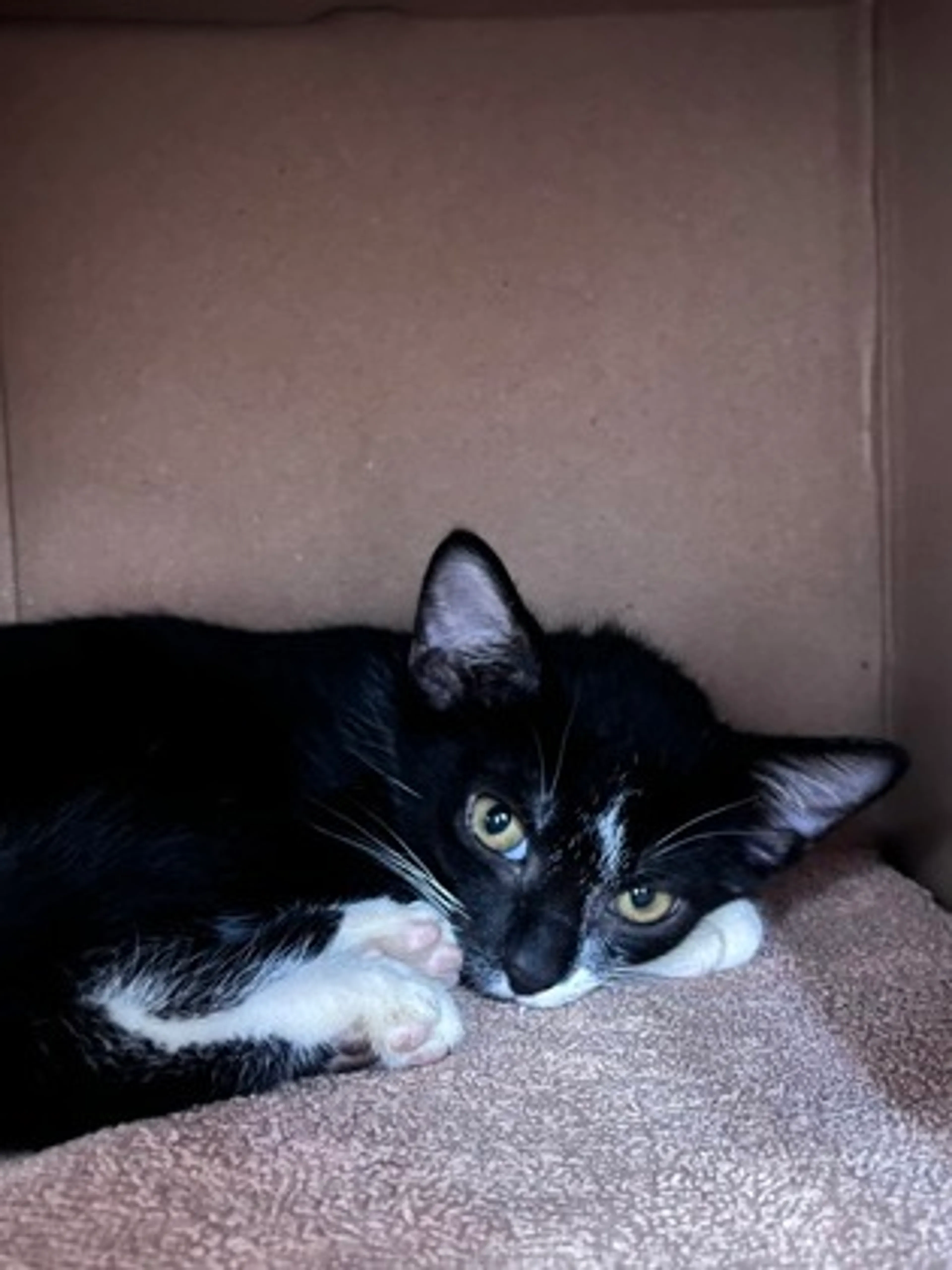 Found pet