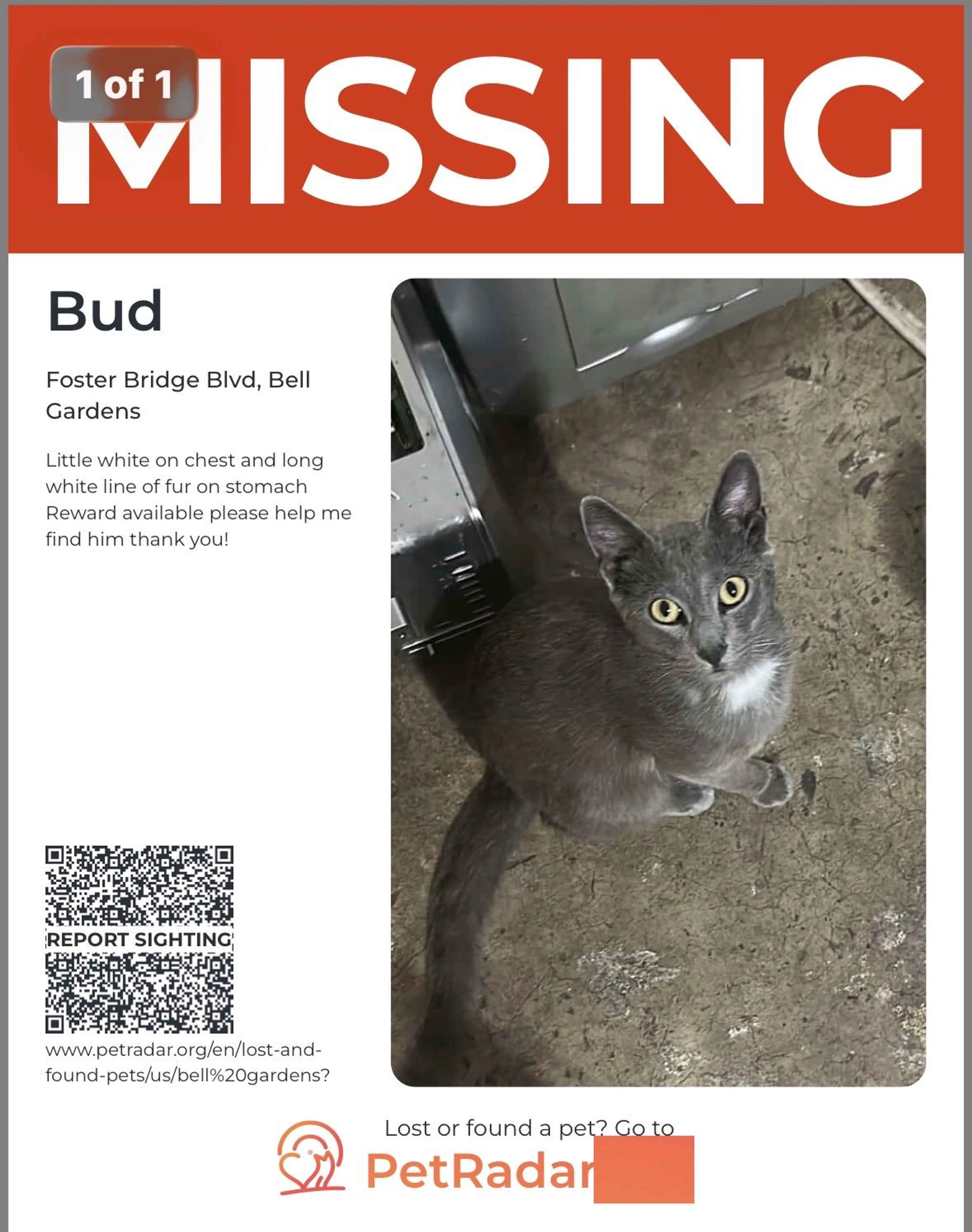 Lost pet-0