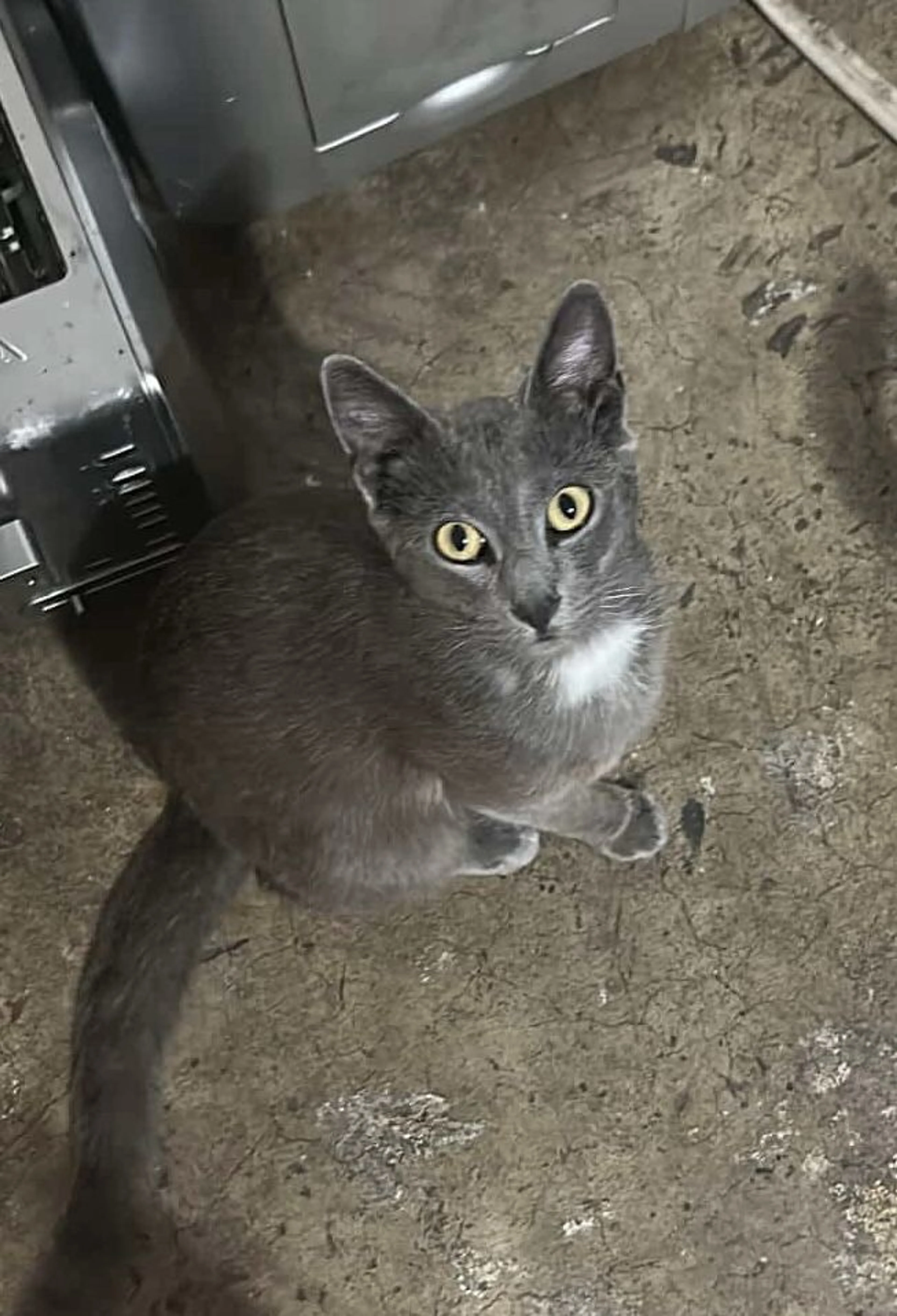 Lost pet-1