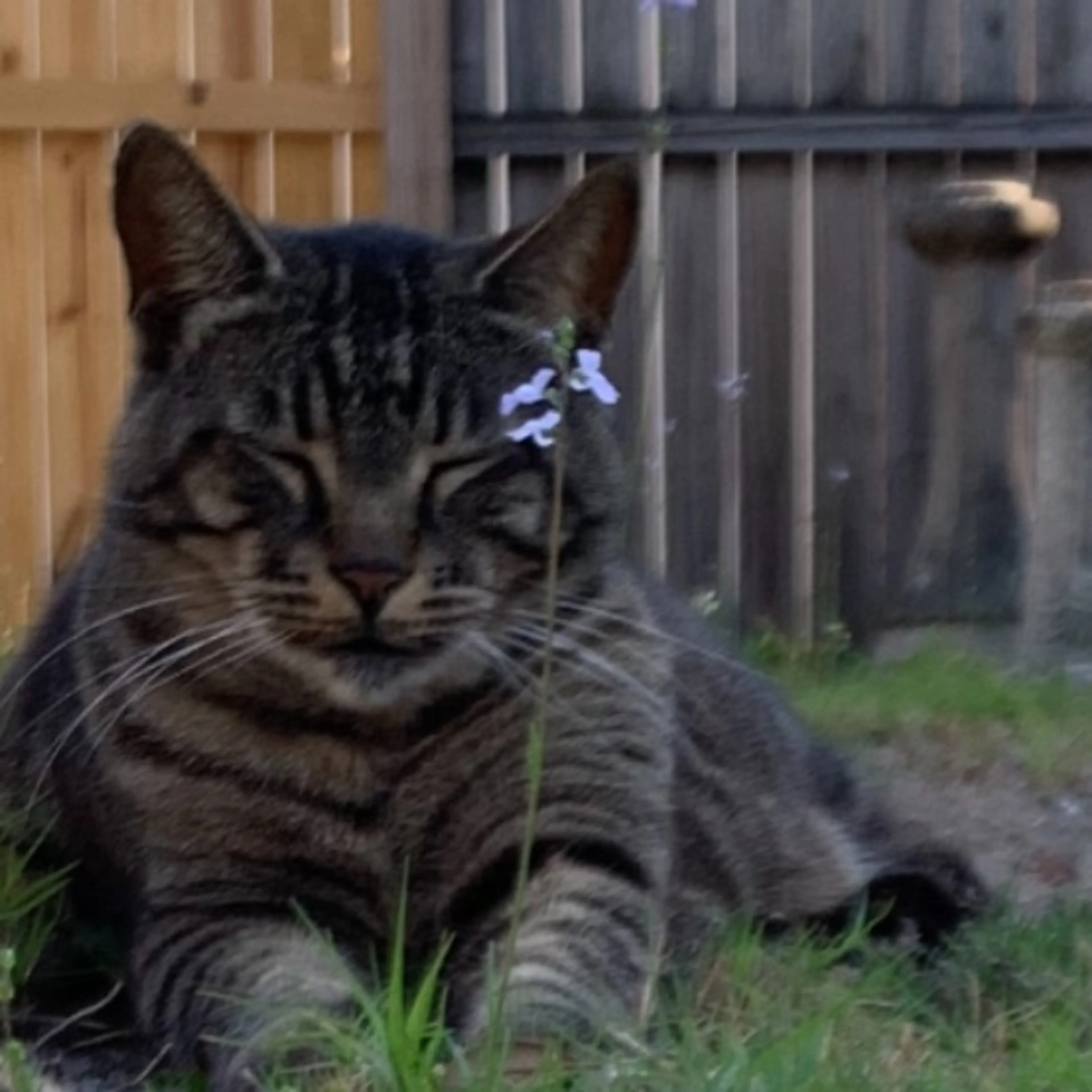 Lost pet-0