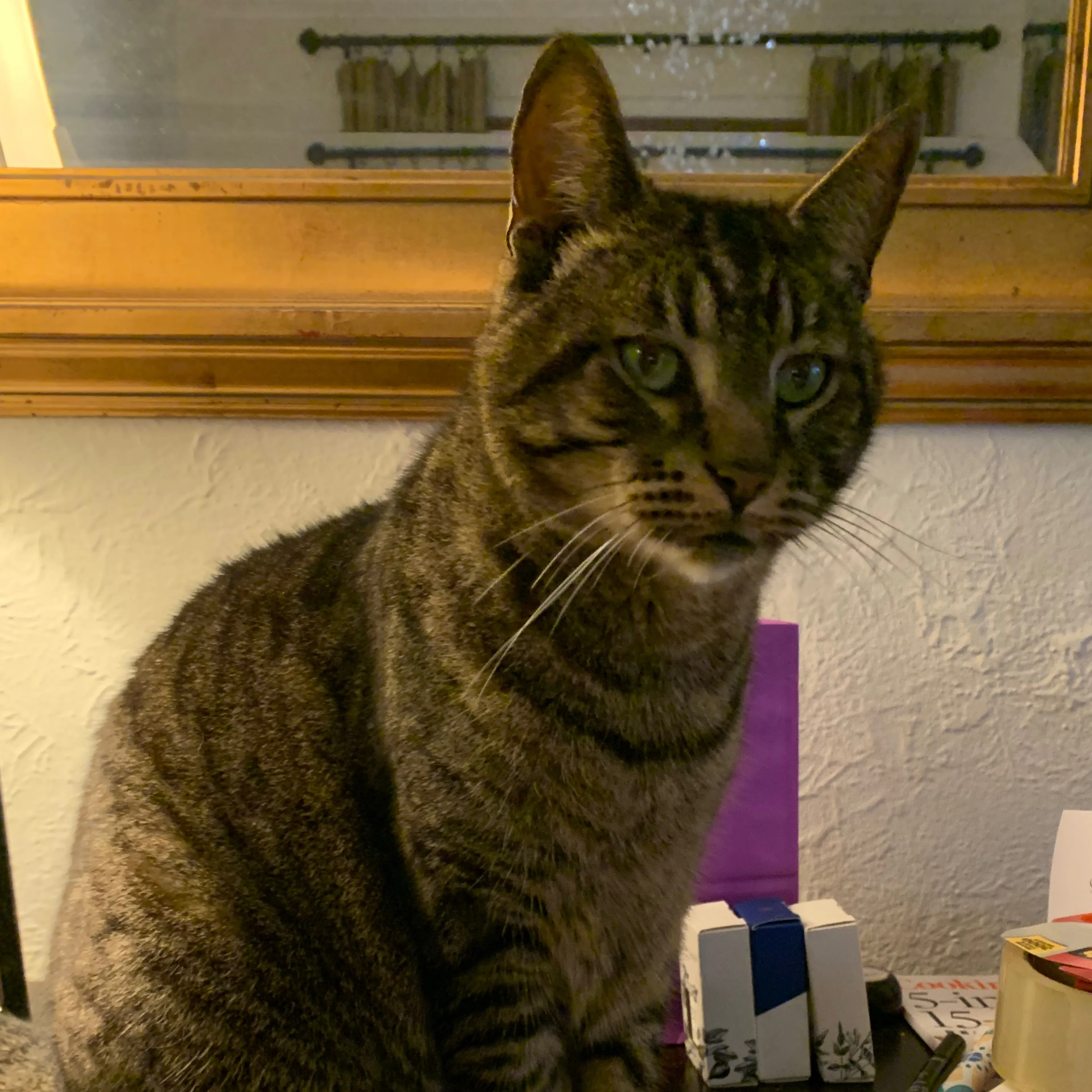 Lost pet-2