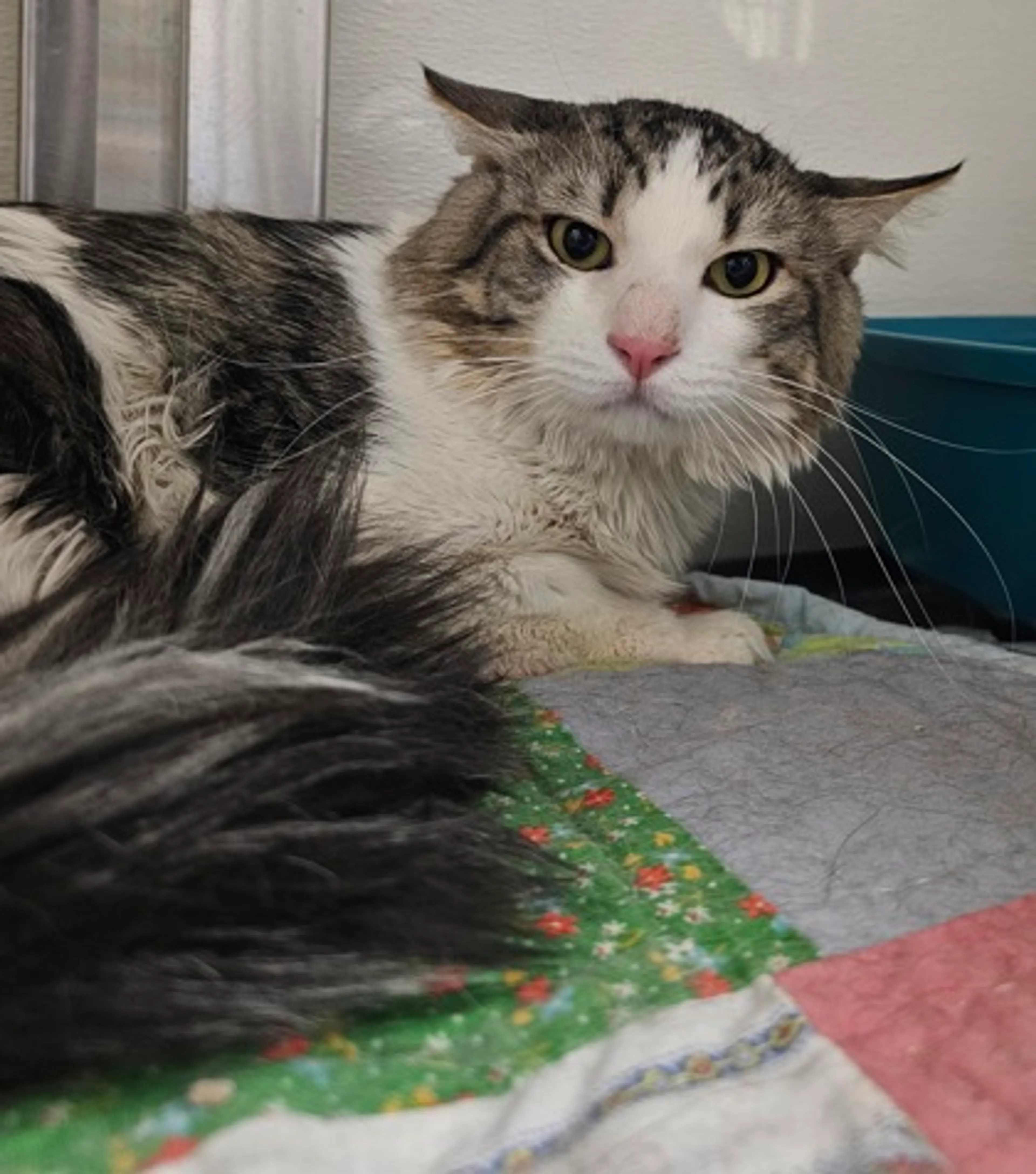 Found pet-1