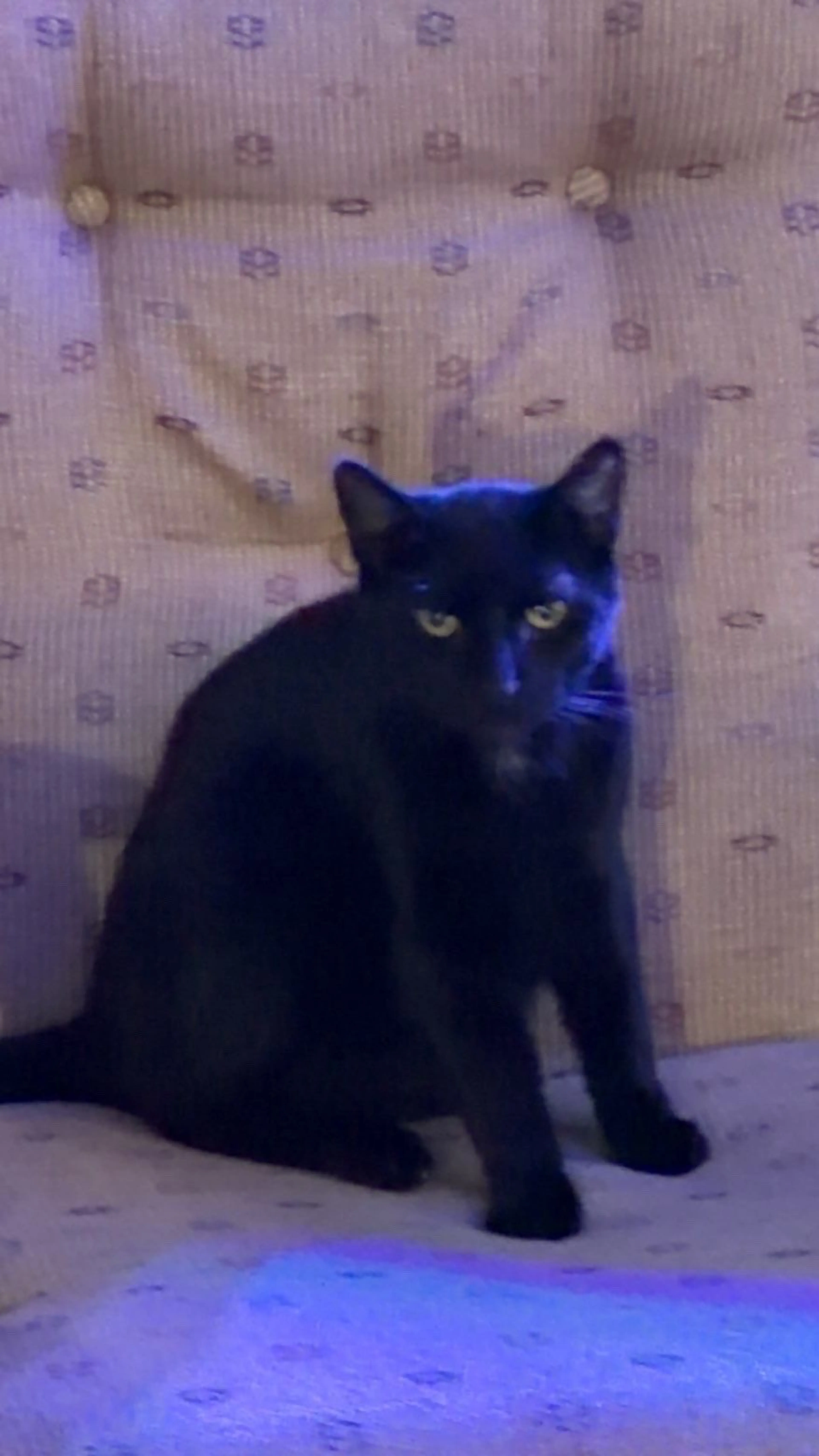 Lost pet