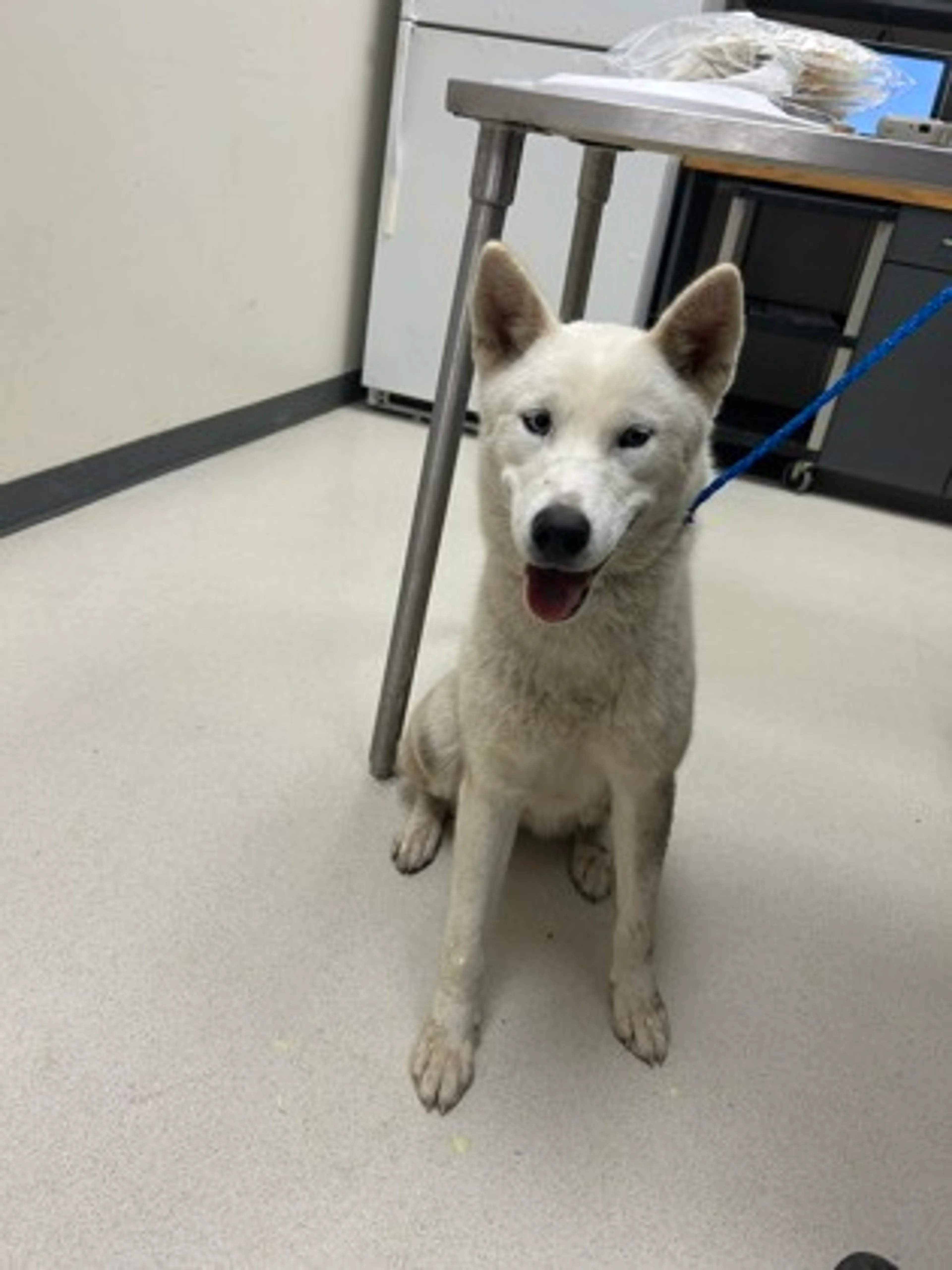 Found pet