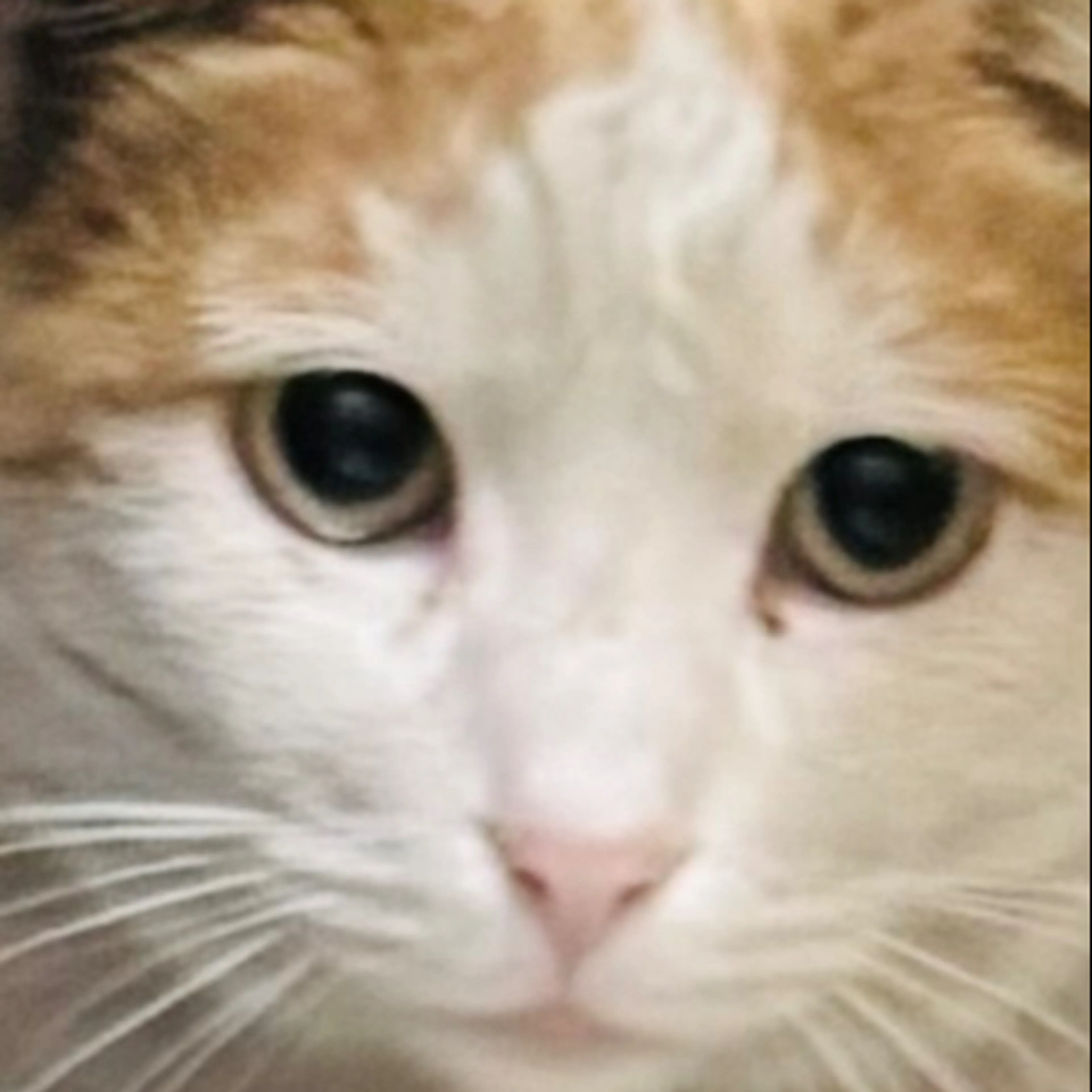 Lost pet-0