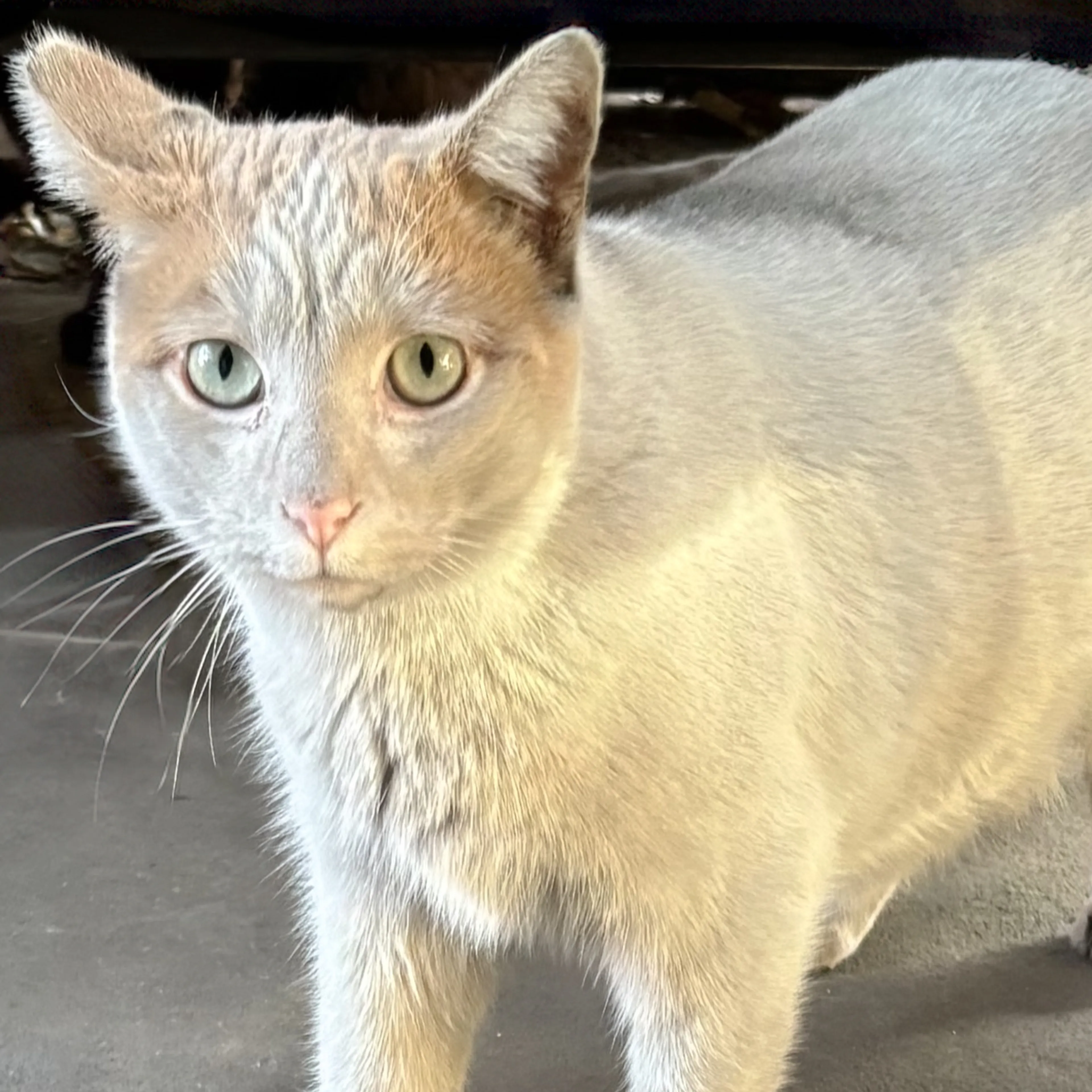 Lost pet-2