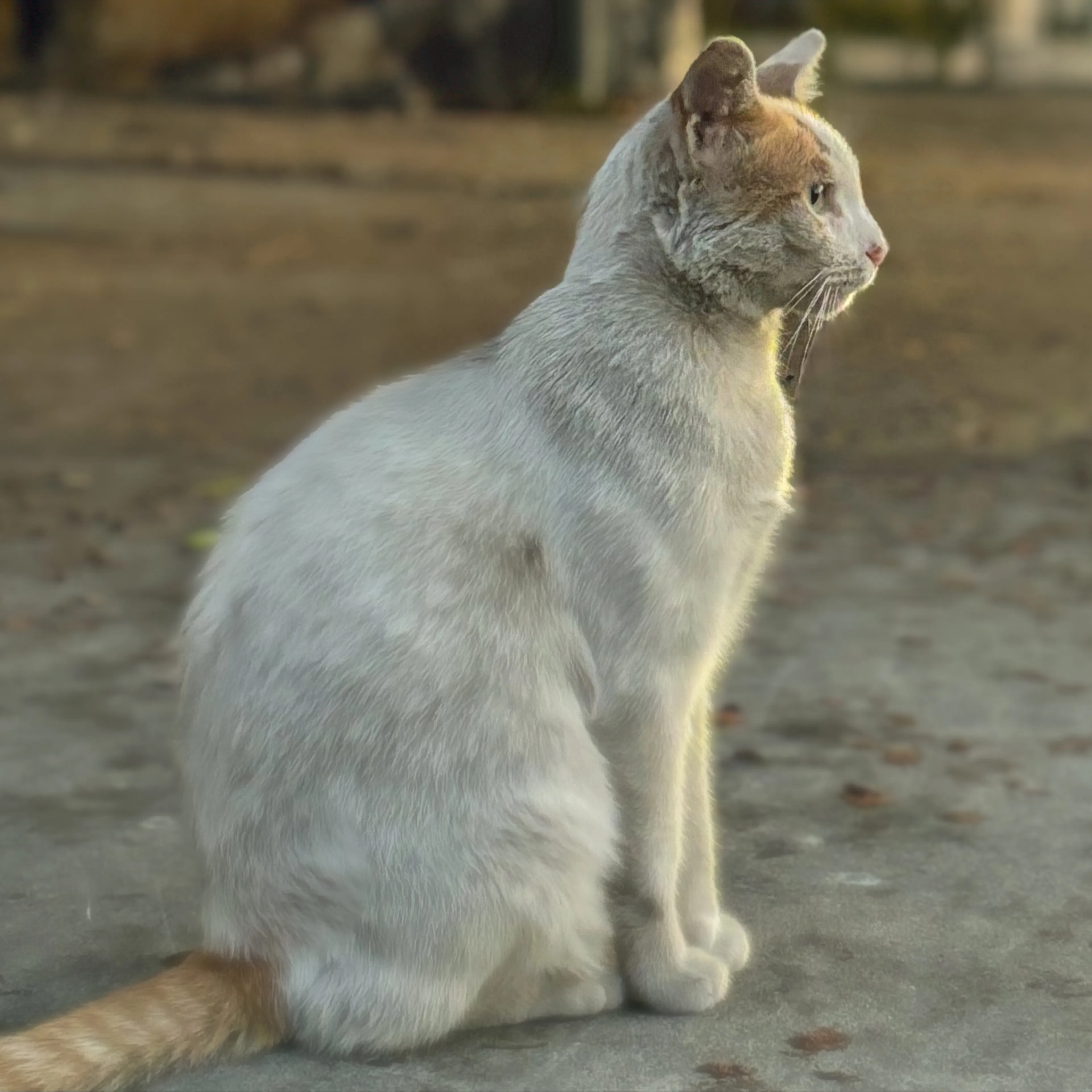 Lost pet-1