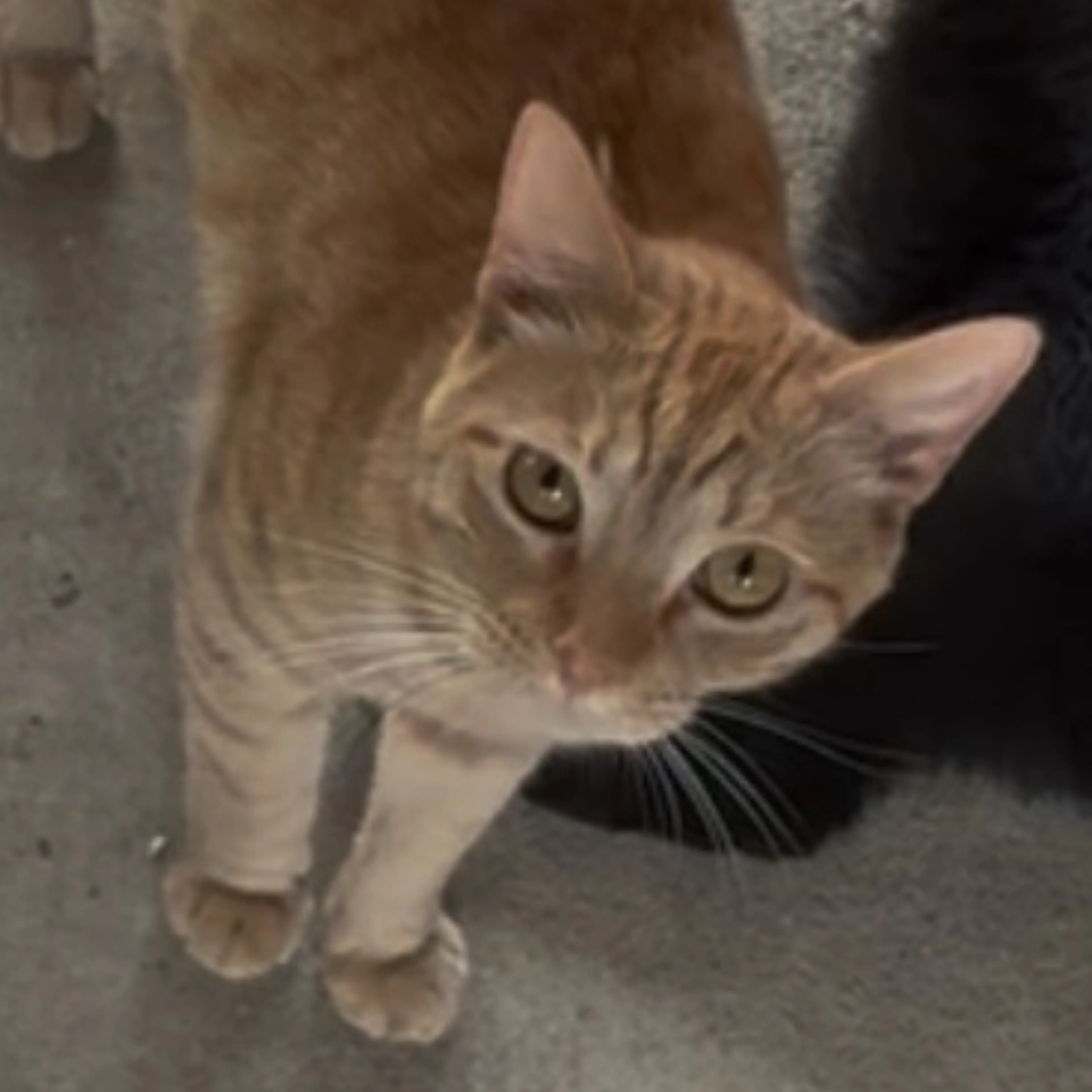 Lost pet-1