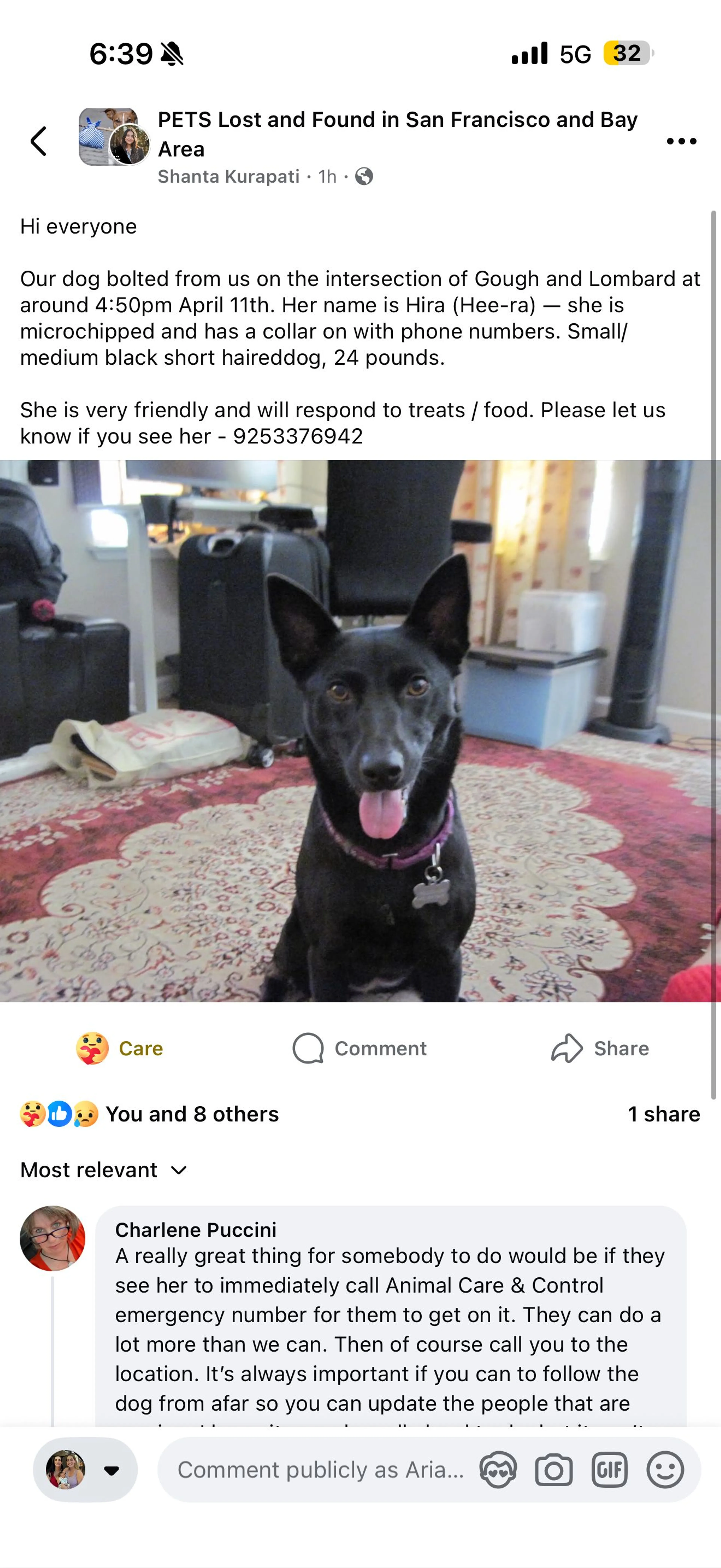 Lost pet