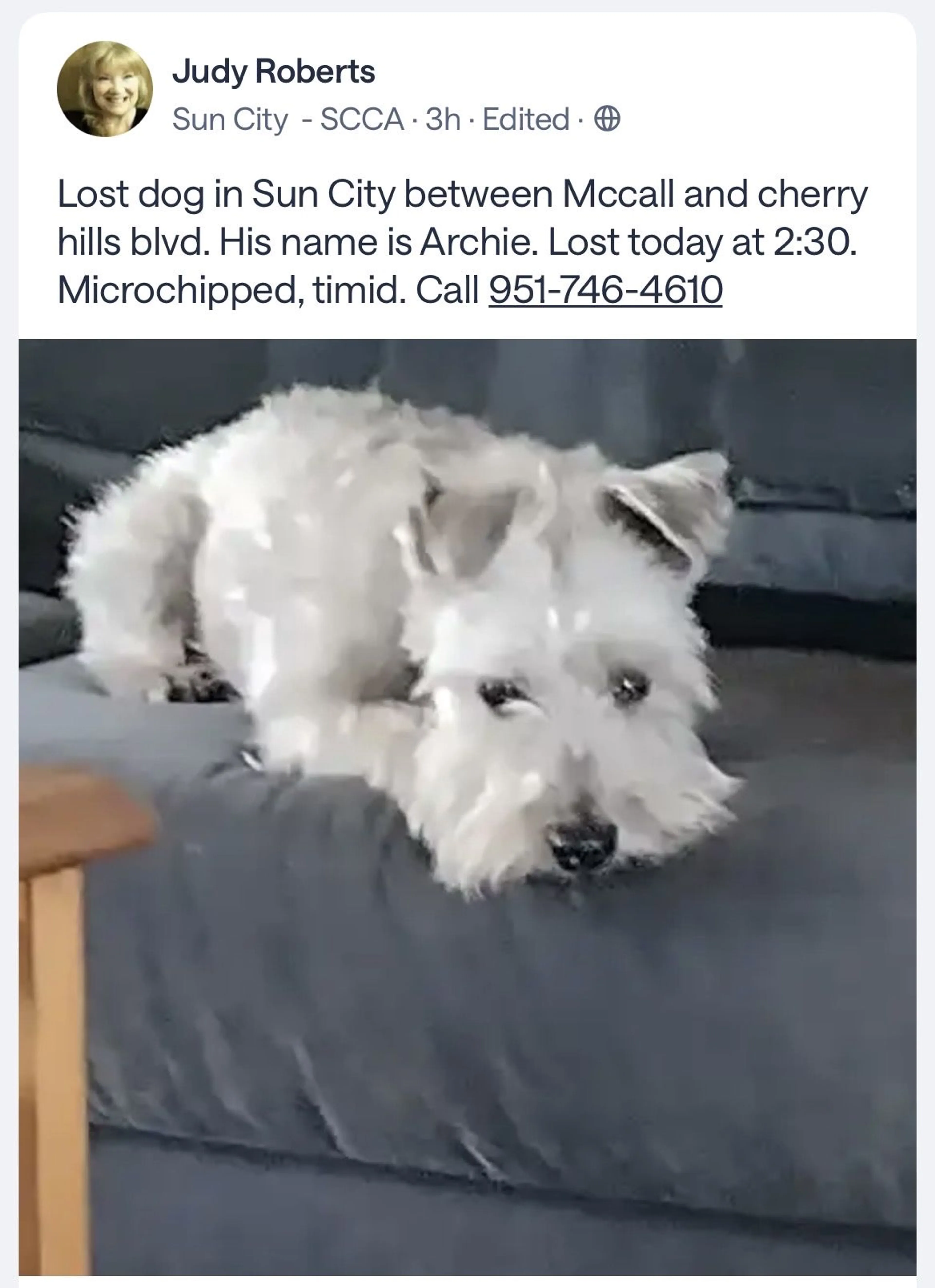 Lost pet