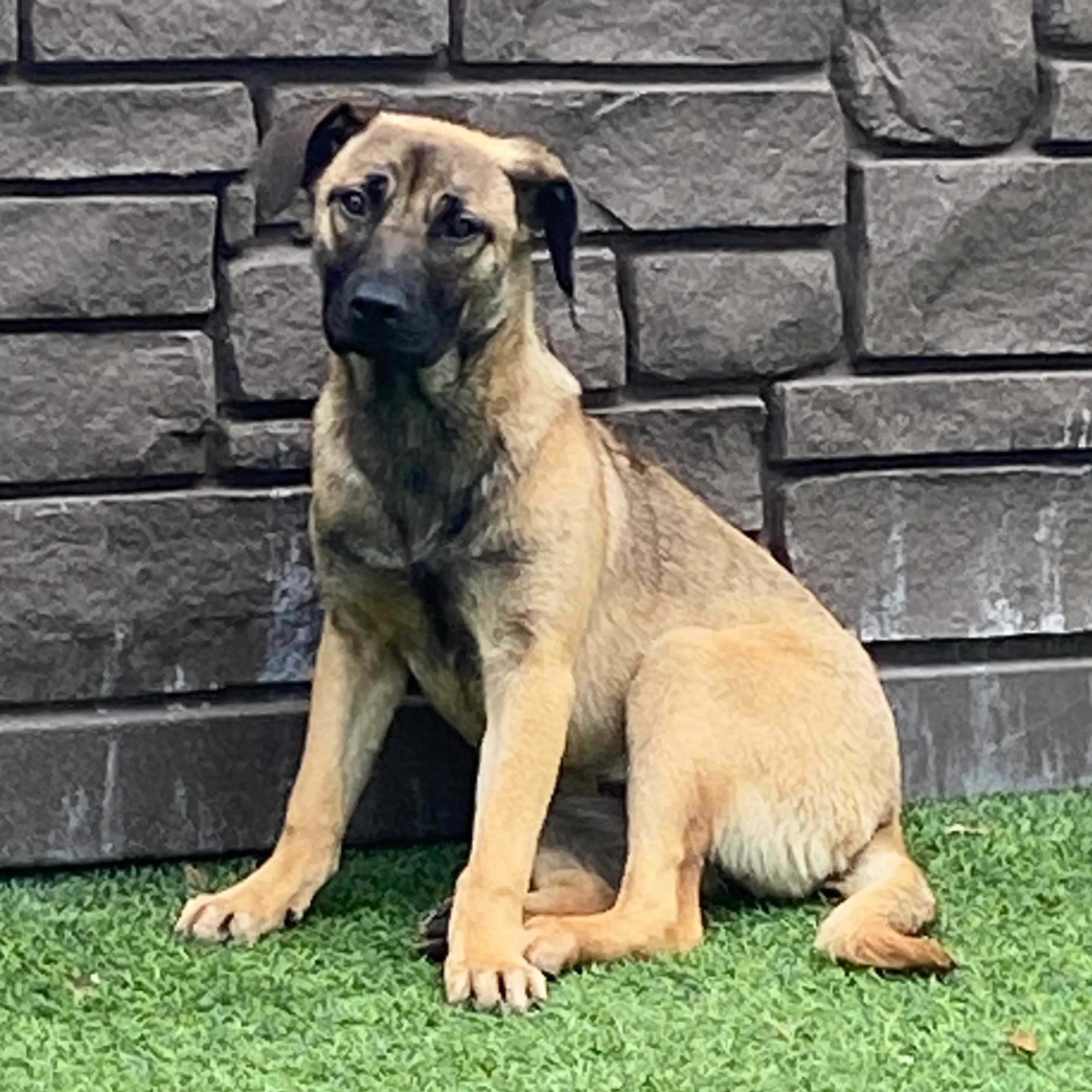 Found pet-2