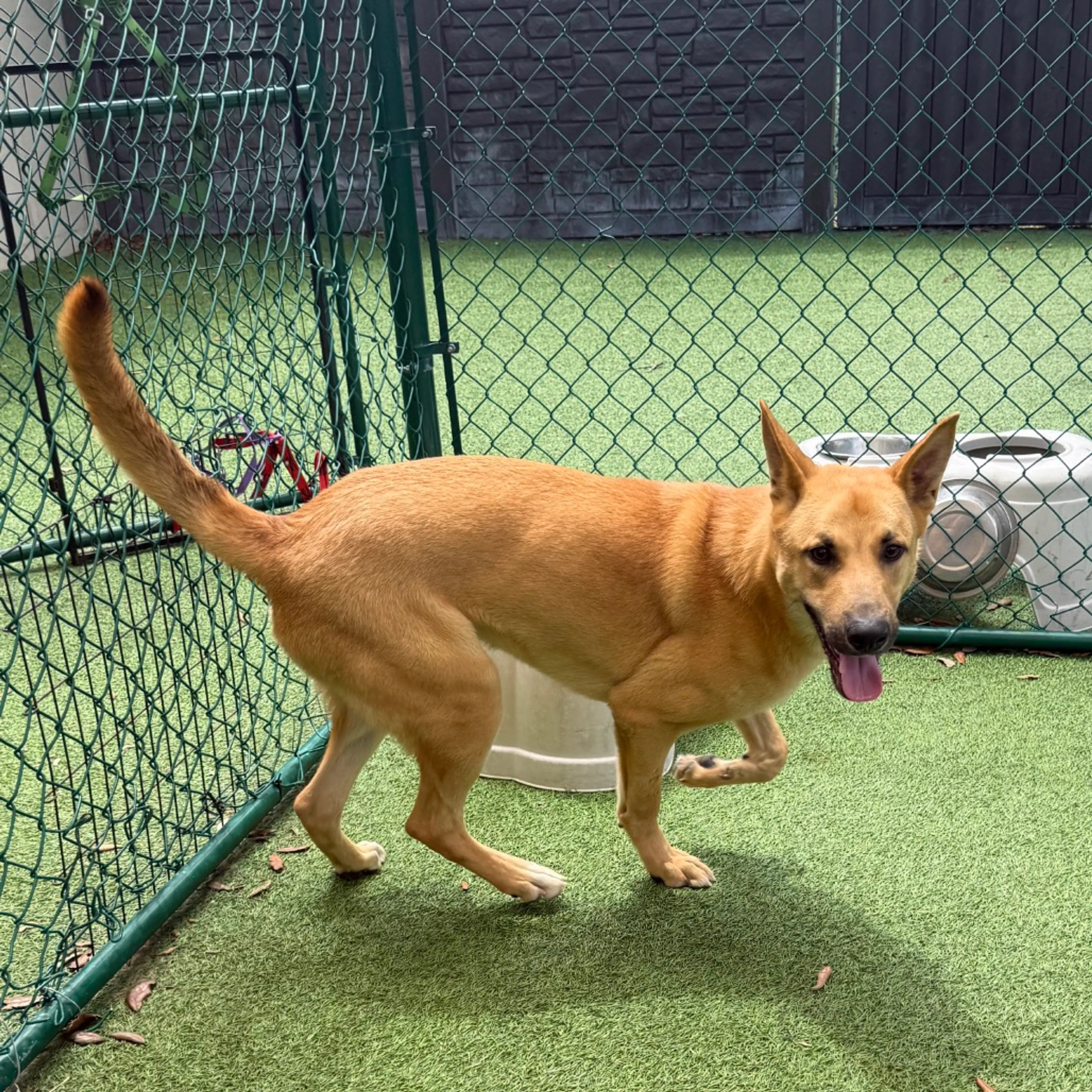 Found pet-1