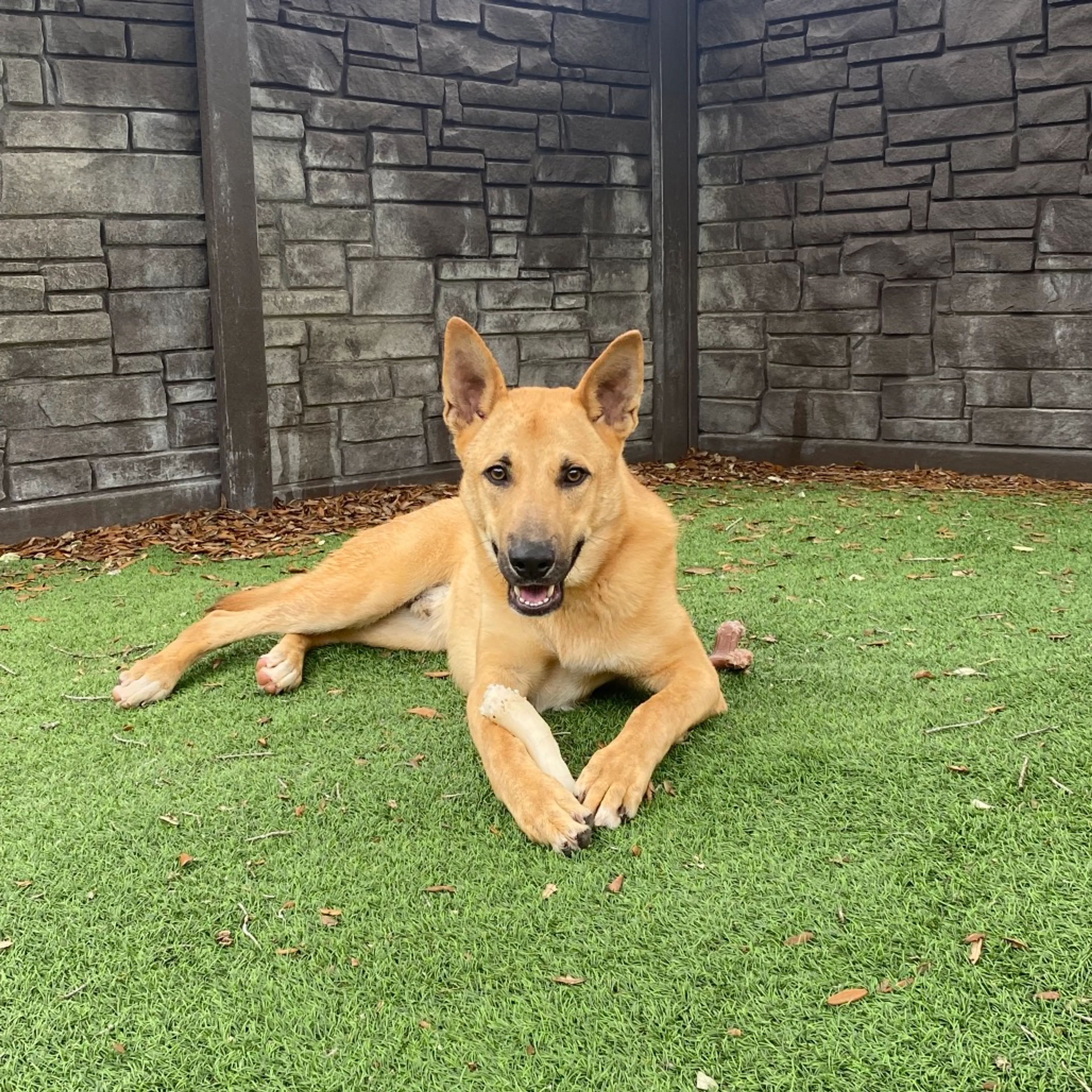 Found pet-2