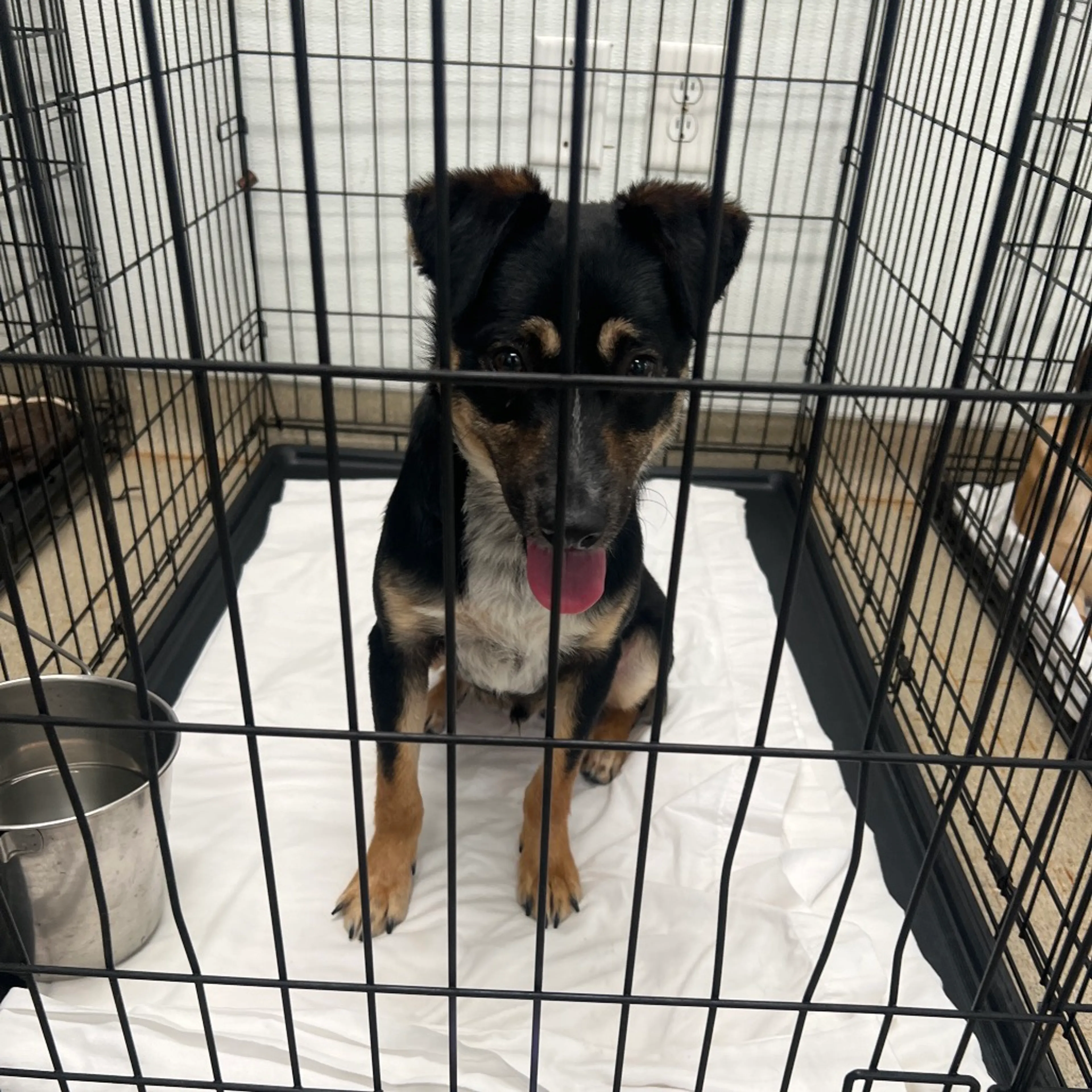 Found pet-1