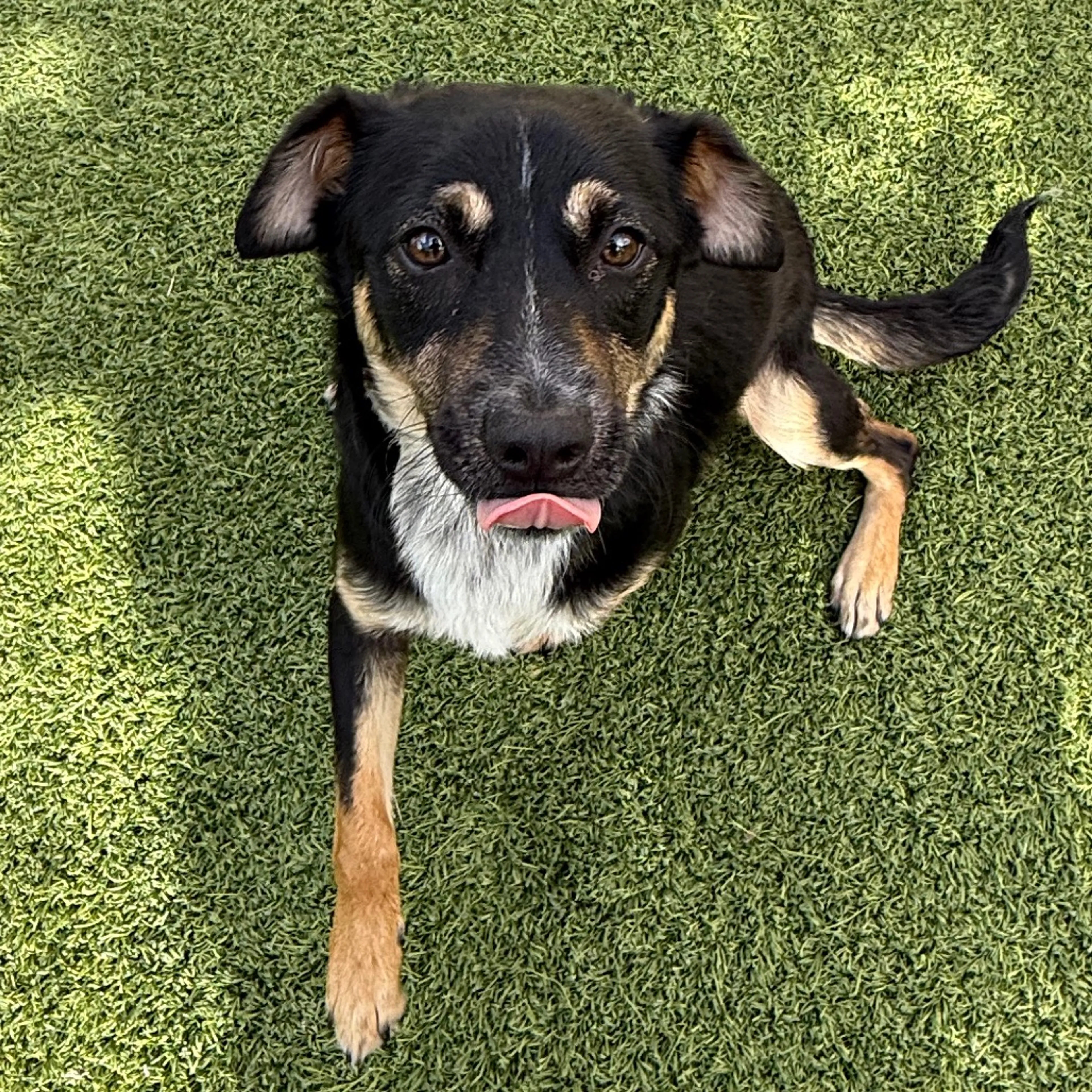 Found pet-2