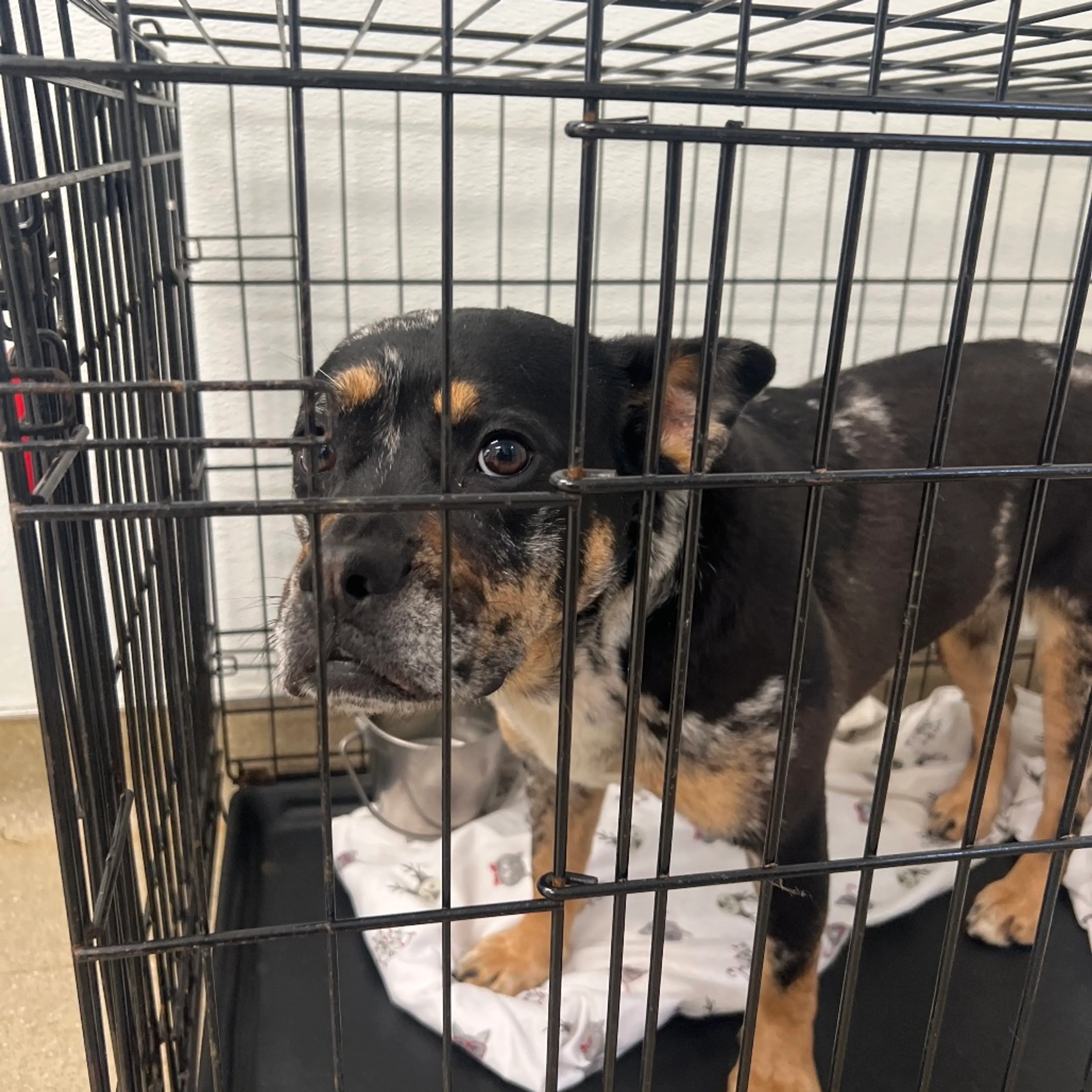 Found pet-1