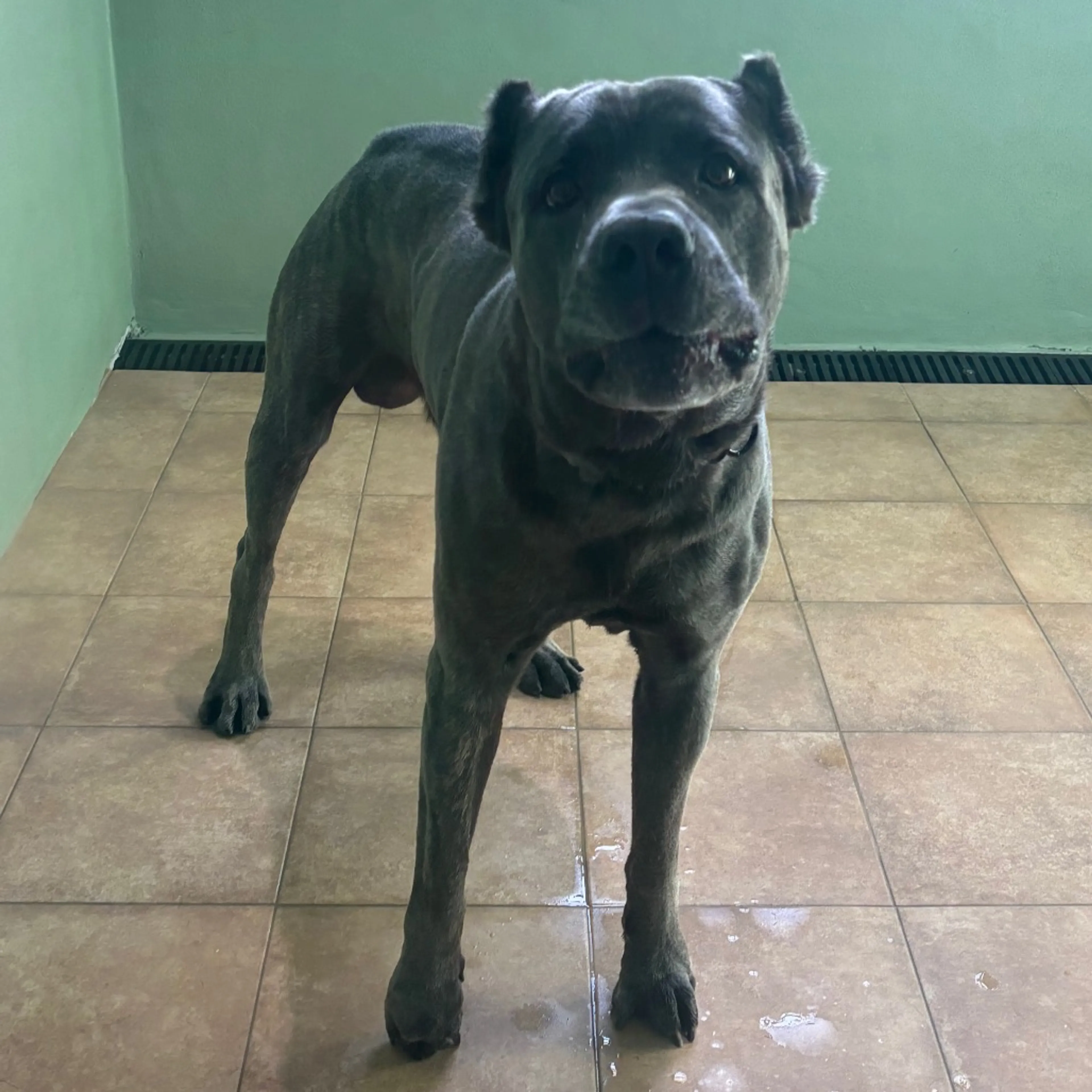 Found pet