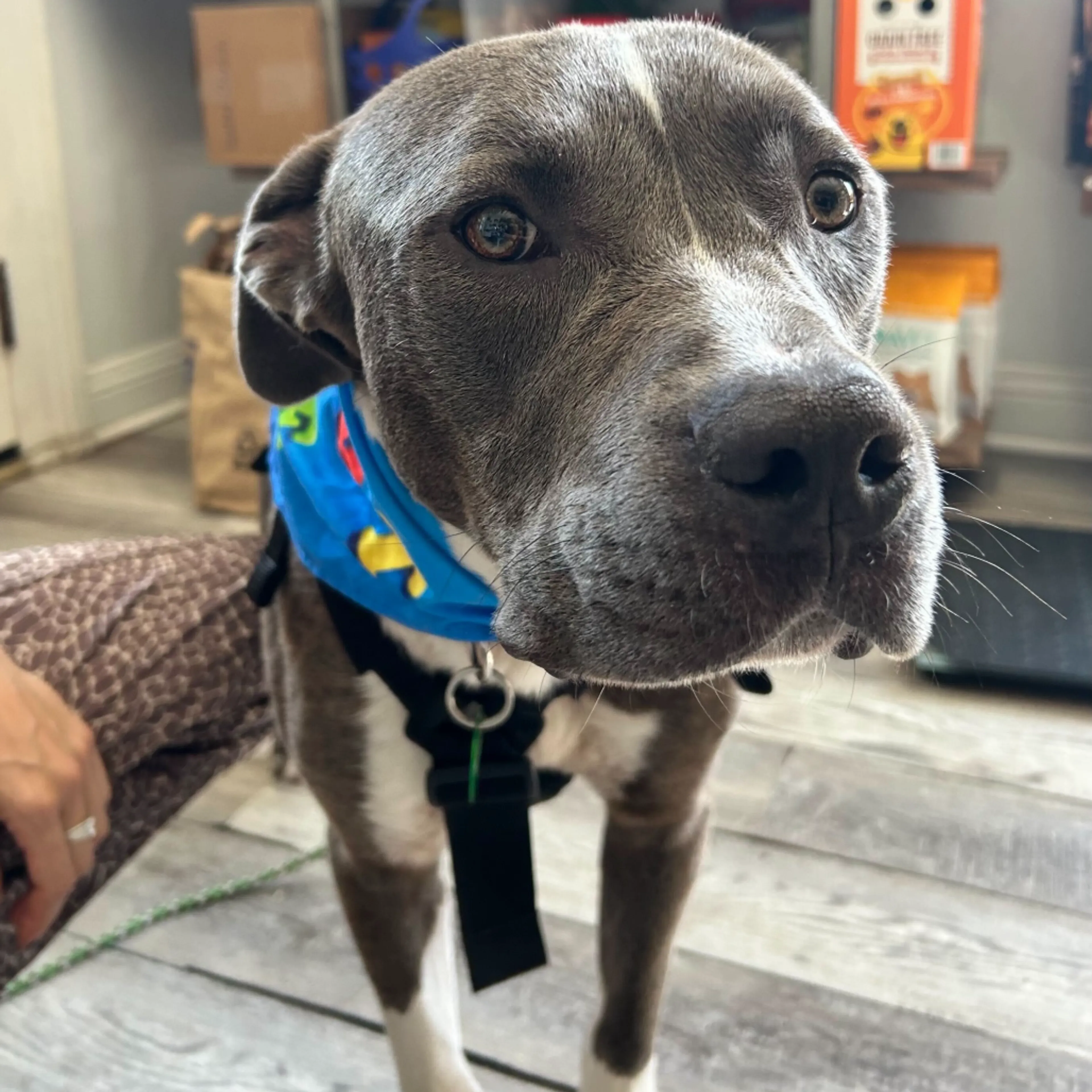 Found pet-1