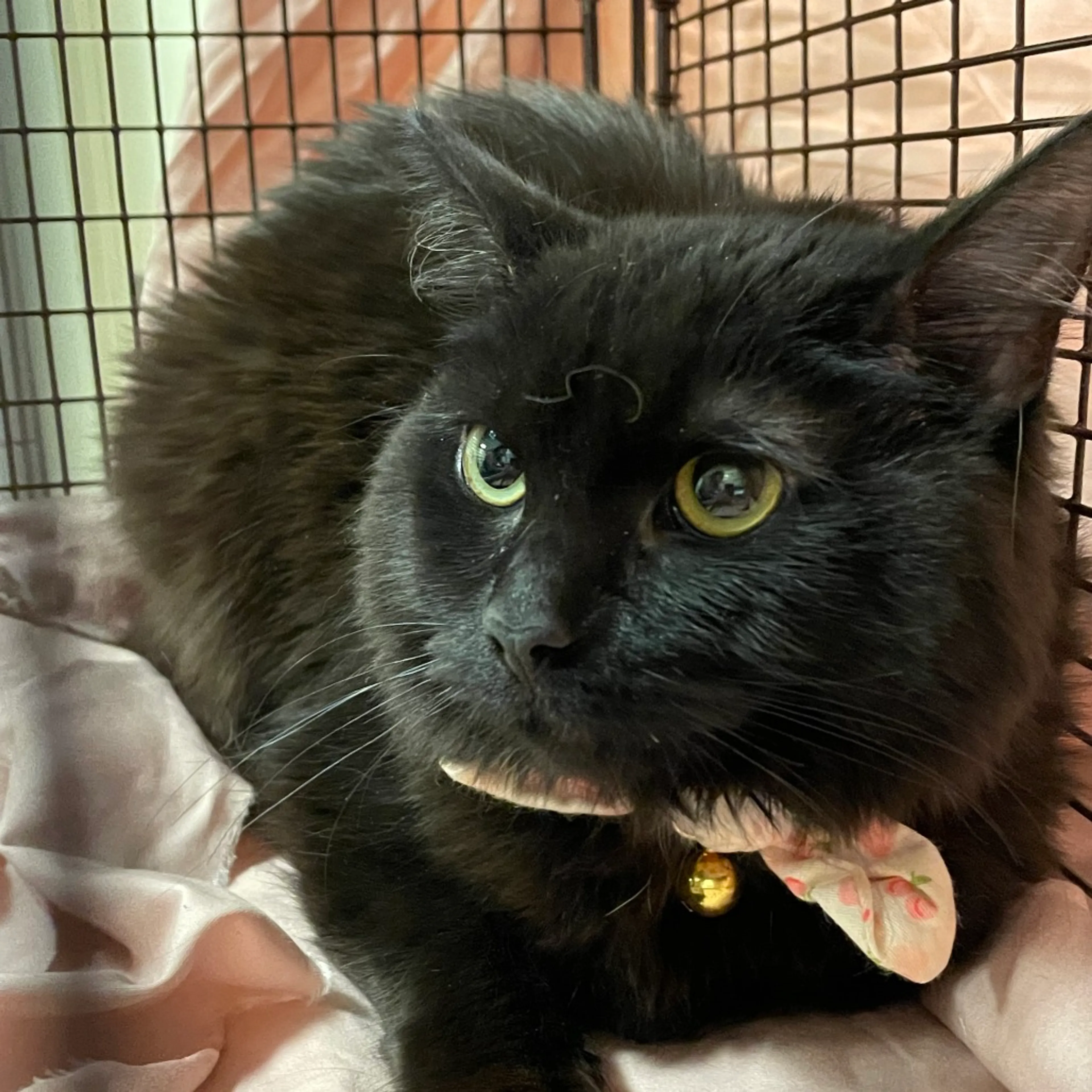 Found pet-1