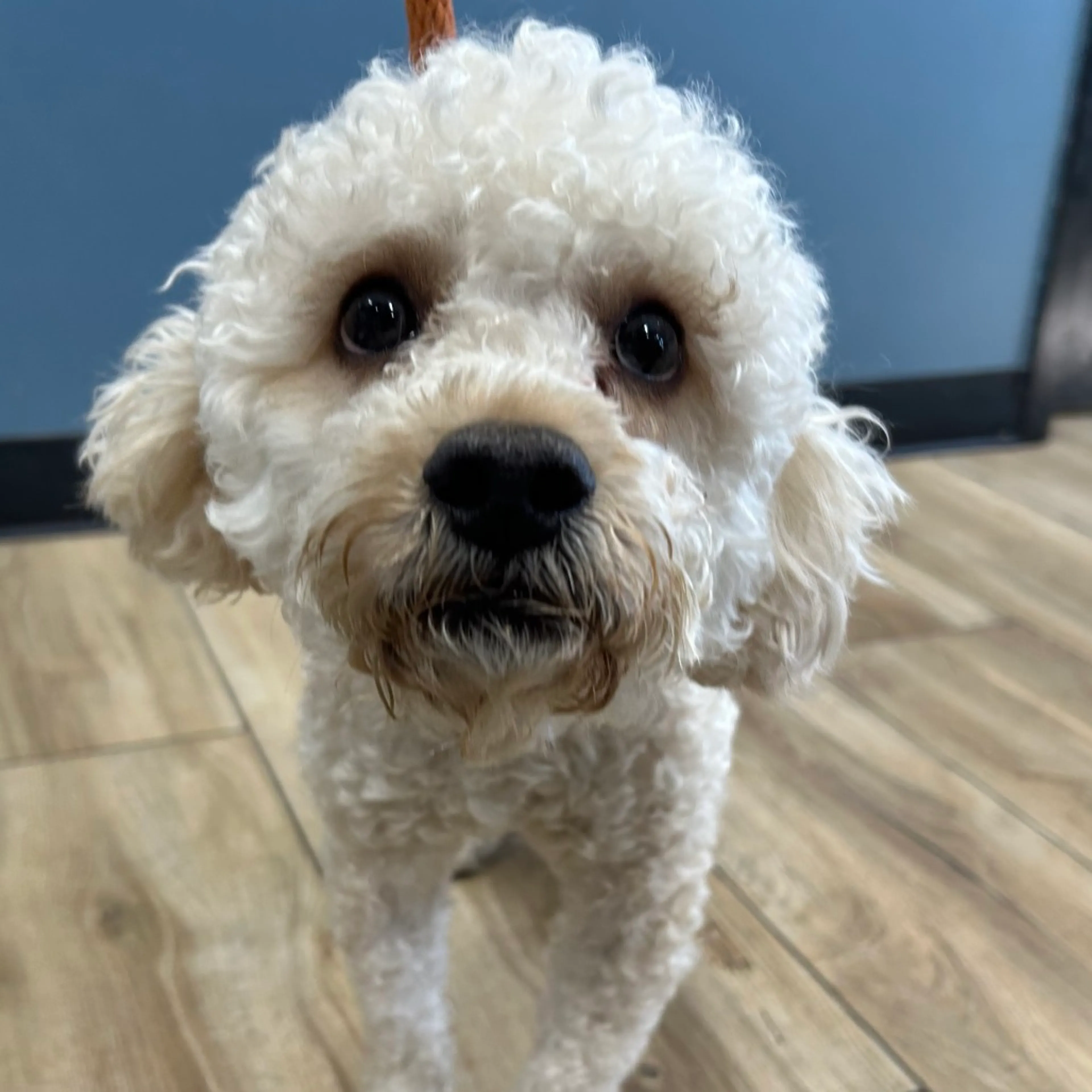 Found pet-1