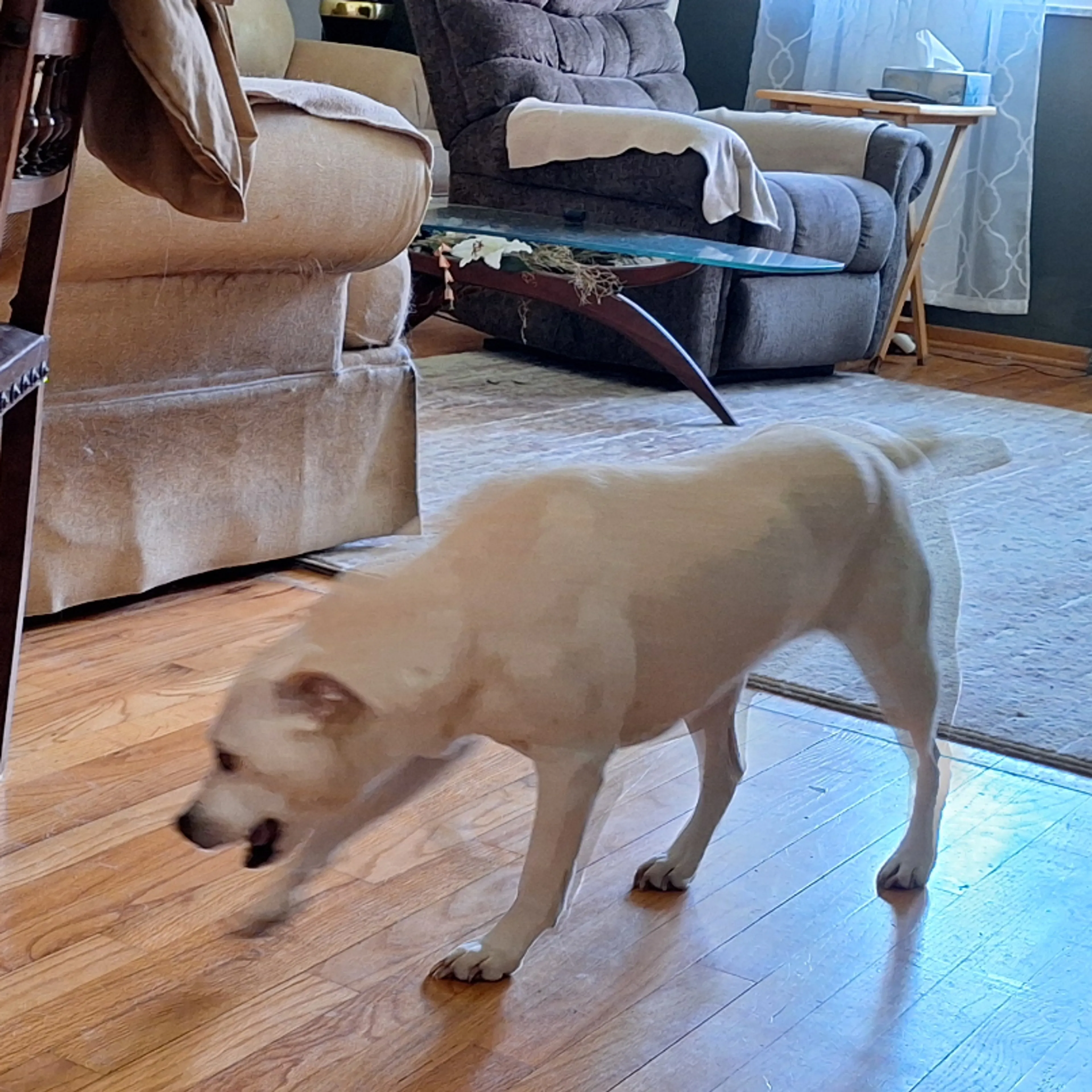 Lost pet-1