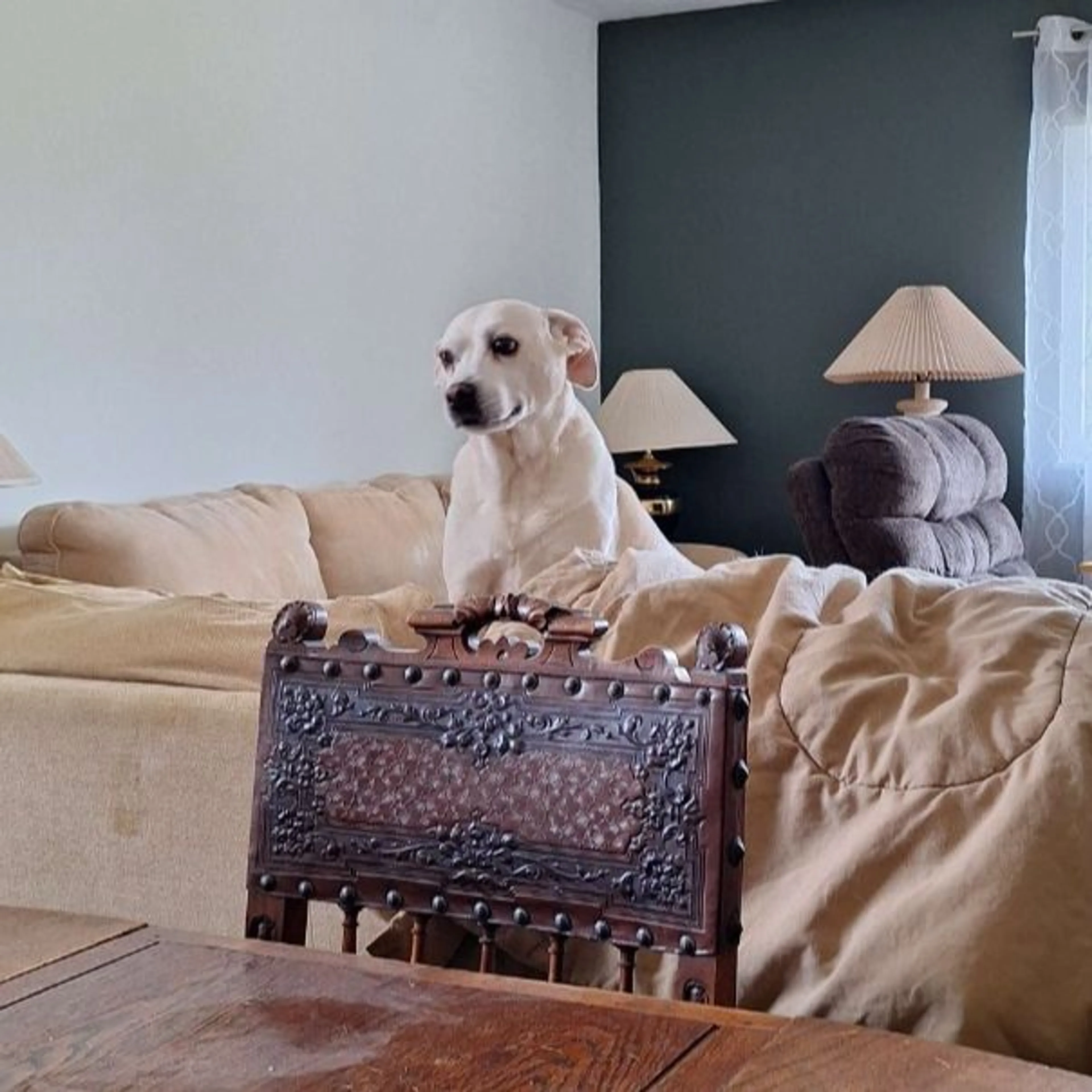 Lost pet-0