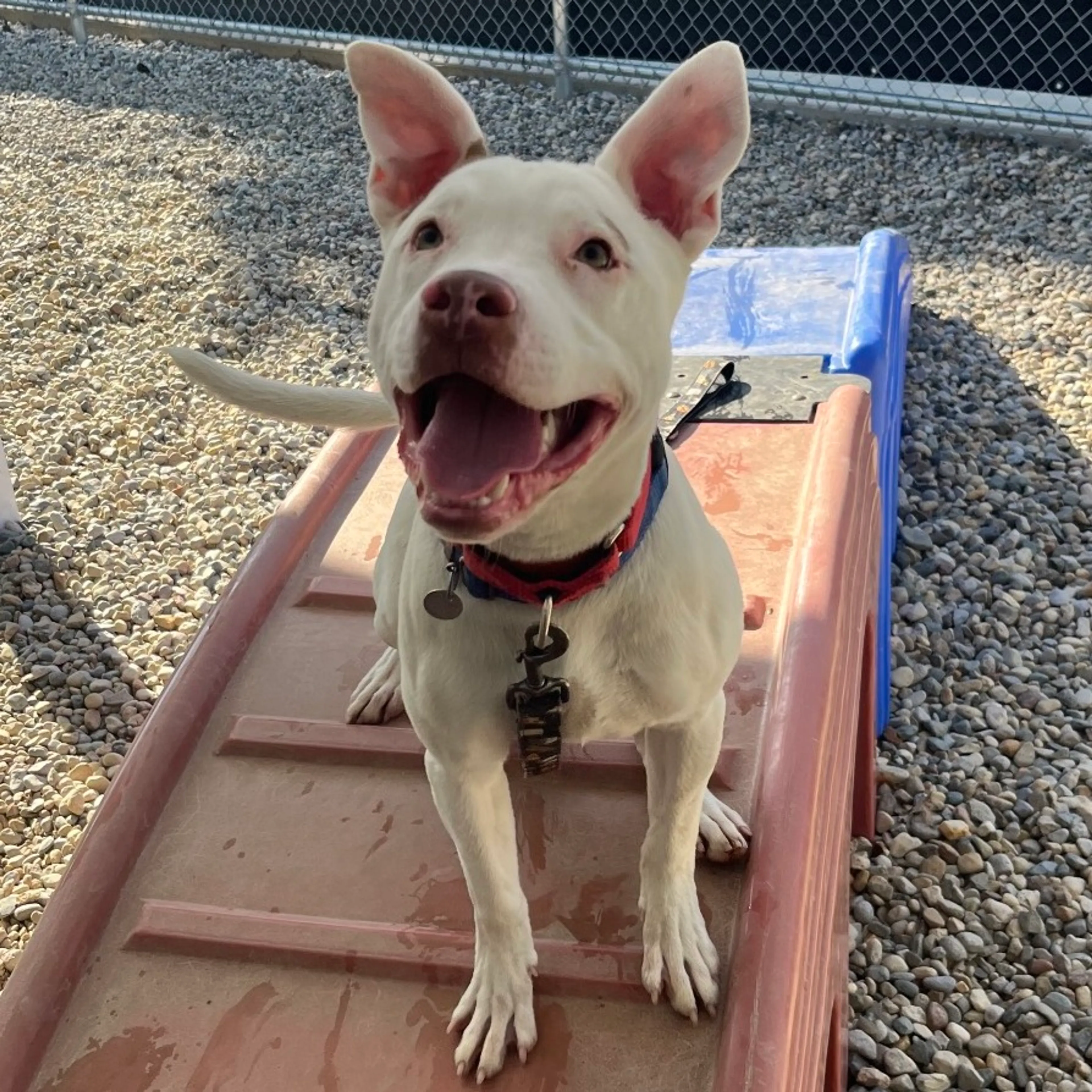Found pet-2