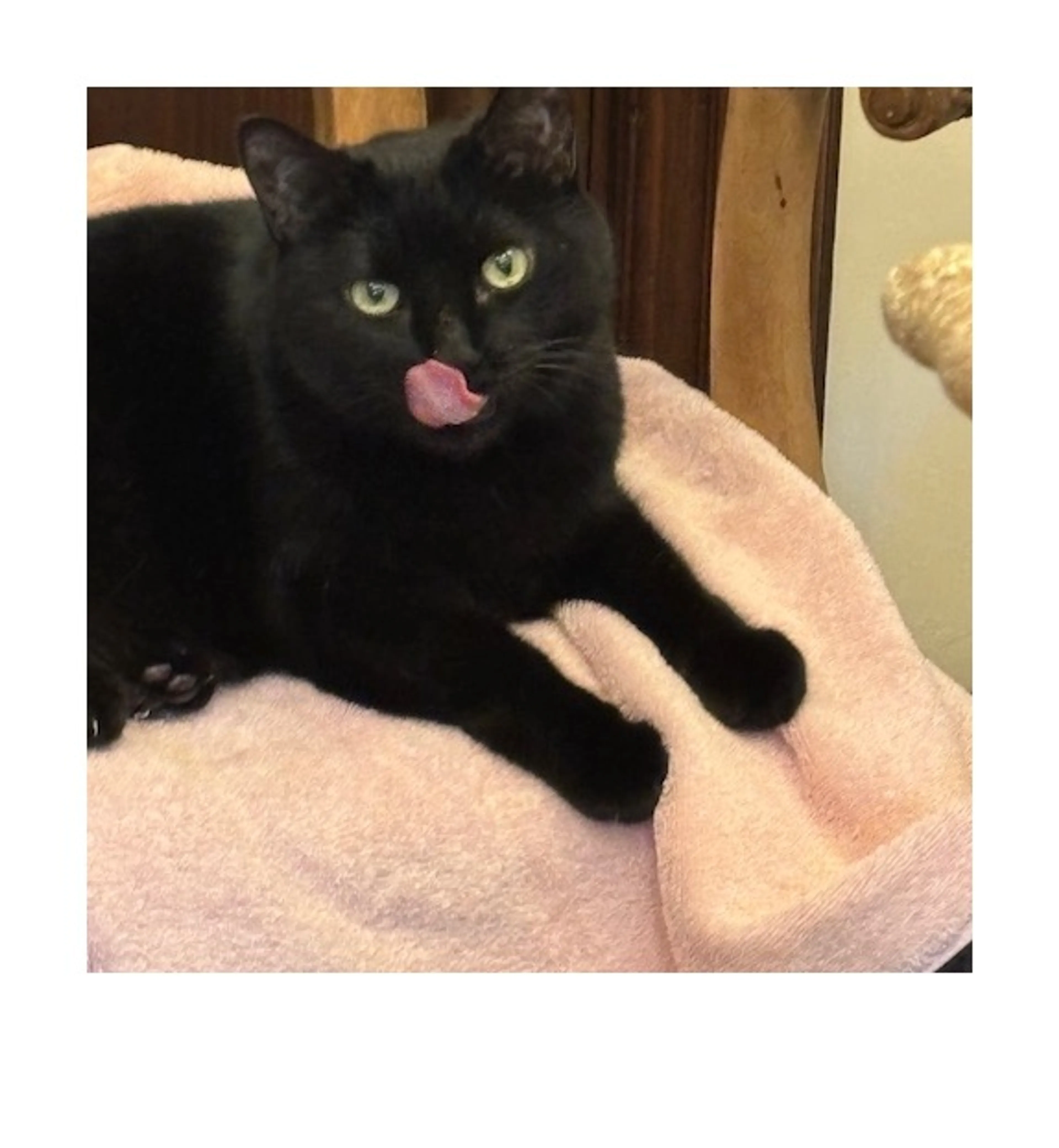 Found pet-0