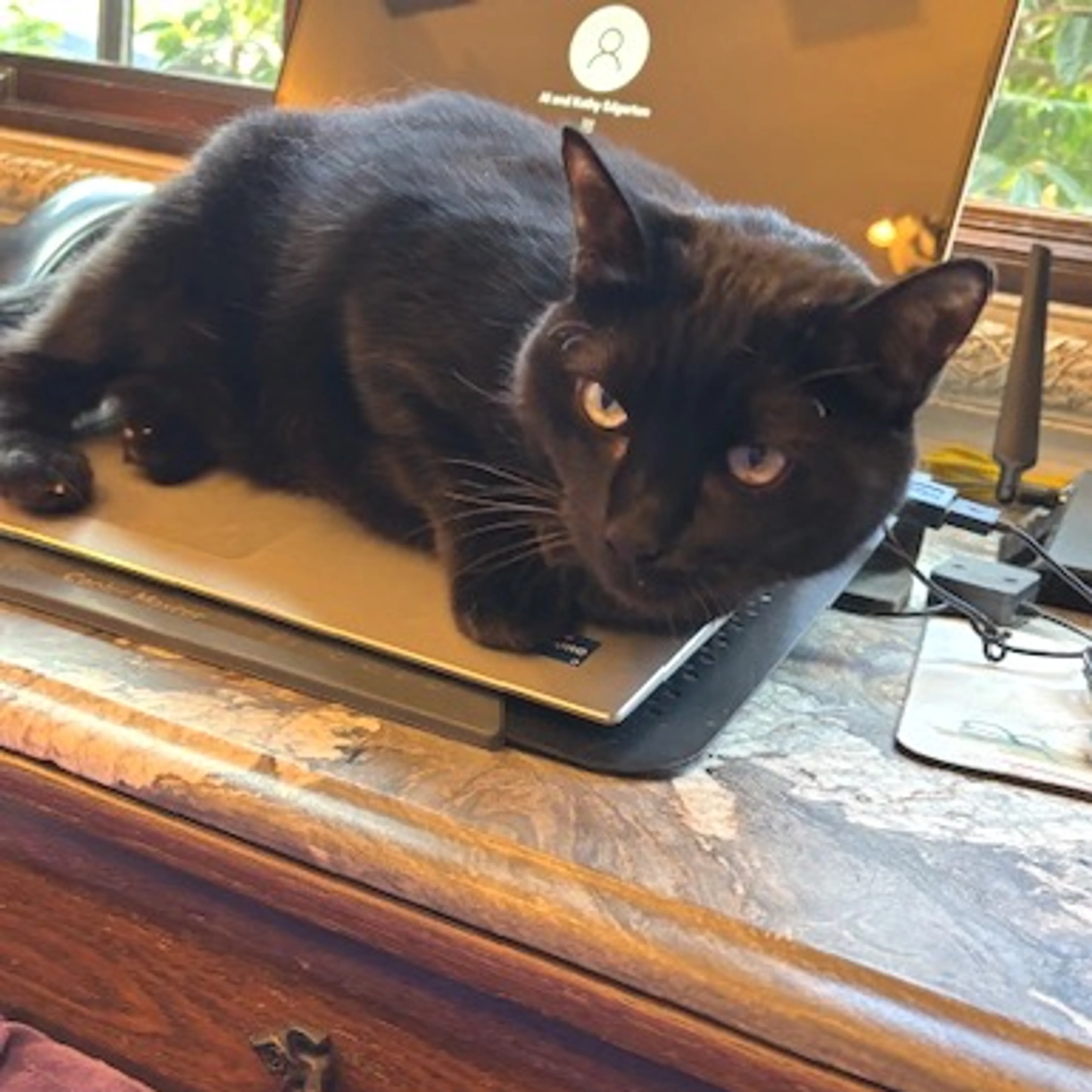 Found pet-1