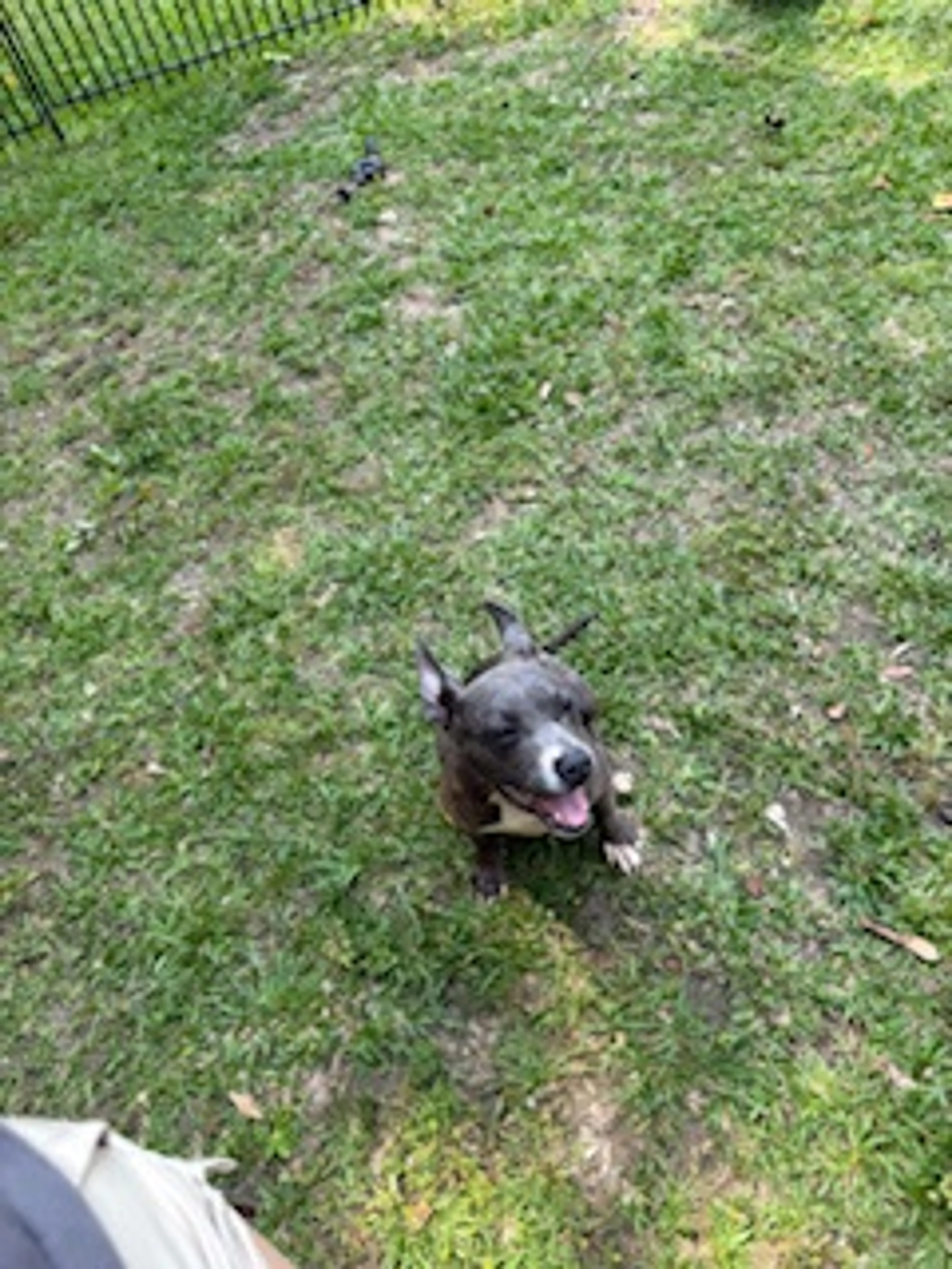 Found pet-1