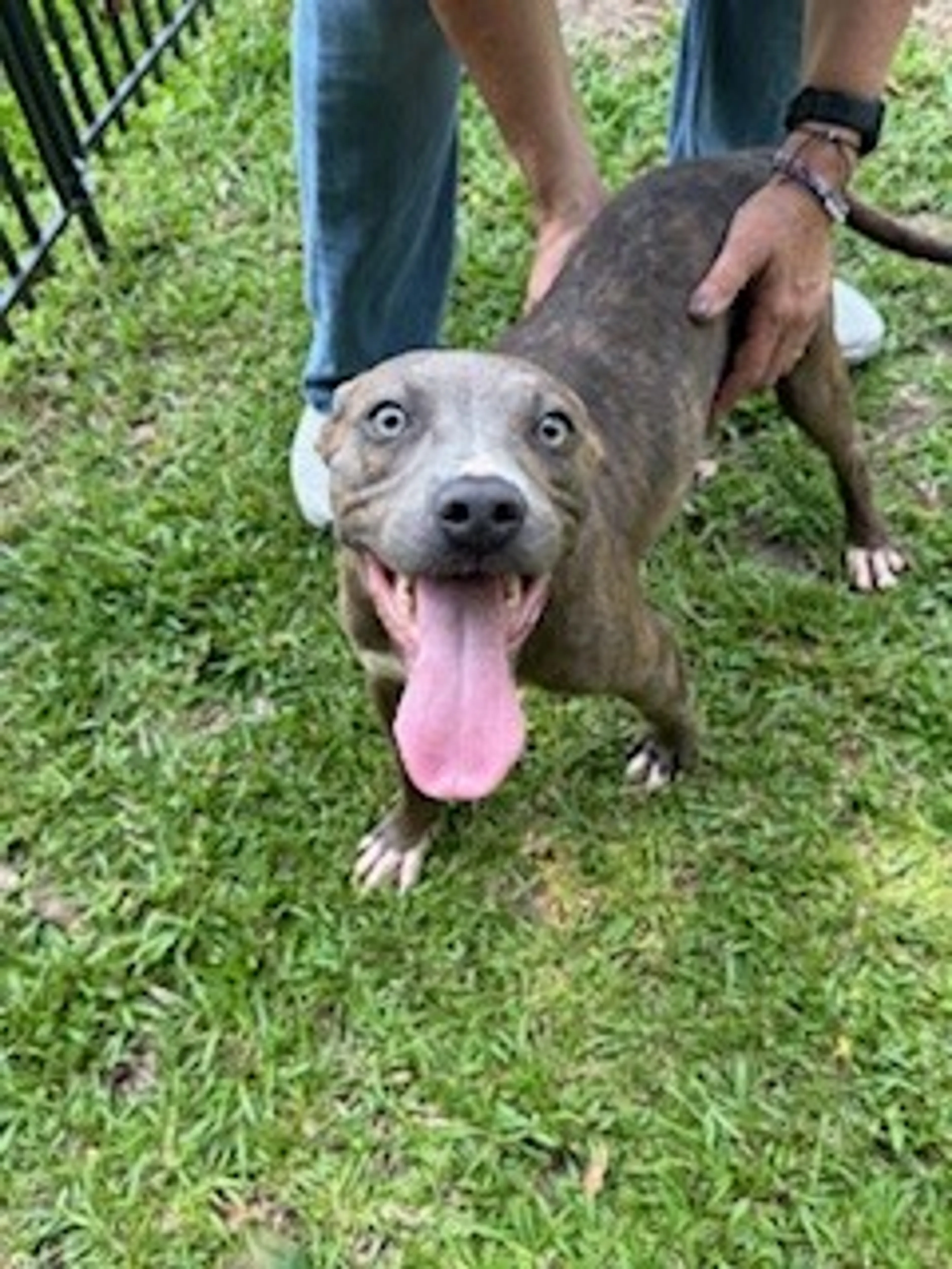 Found pet-1