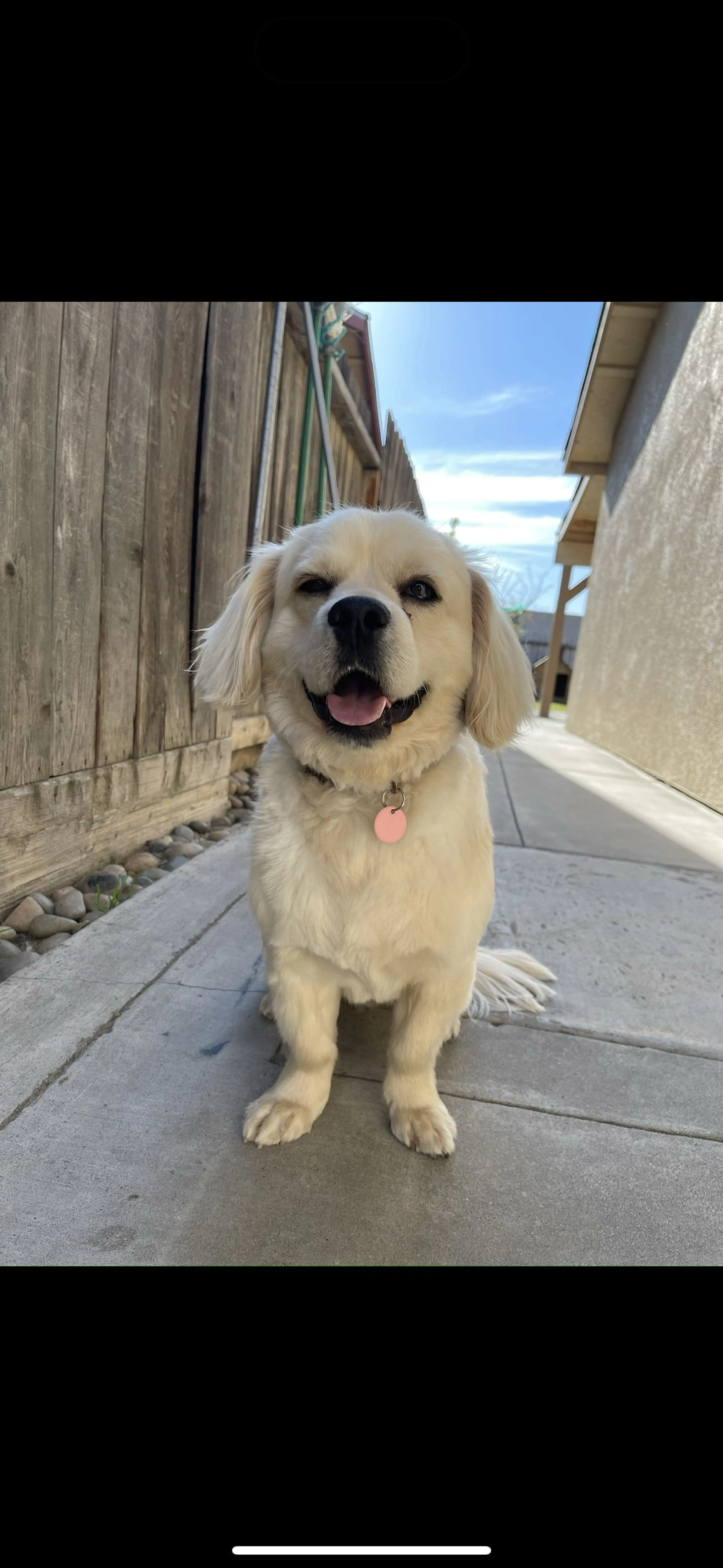 Lost pet