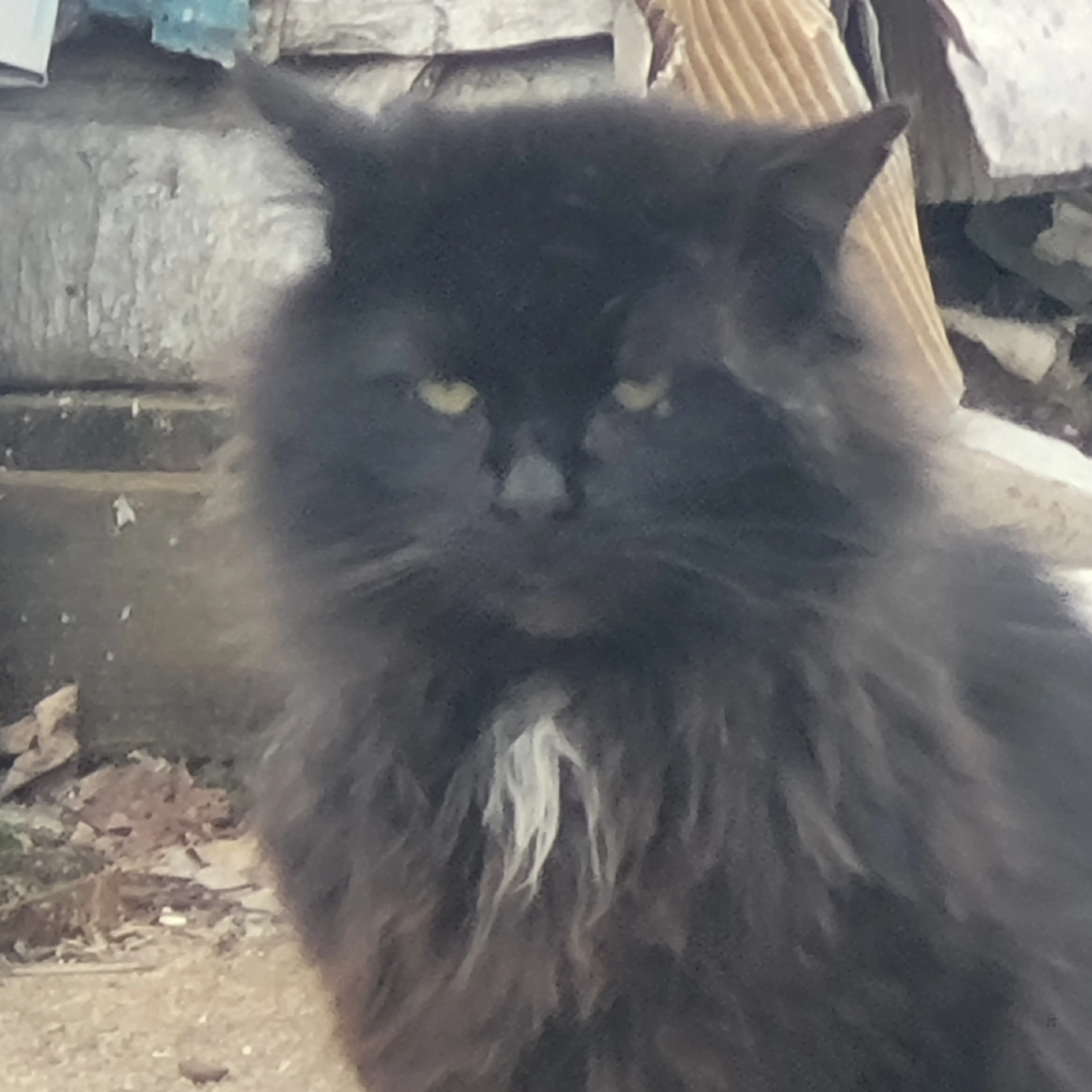 Found pet