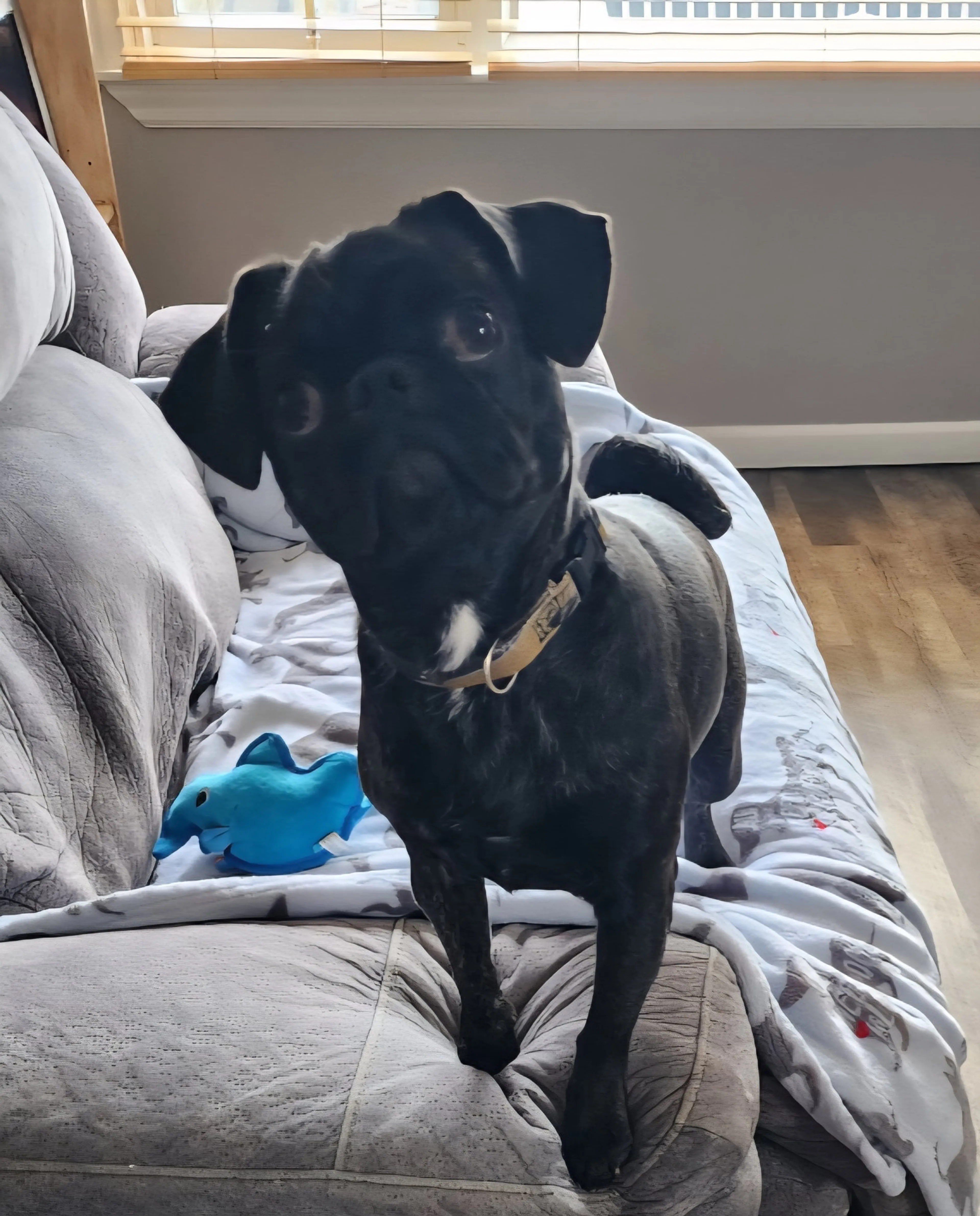 Found pet-2