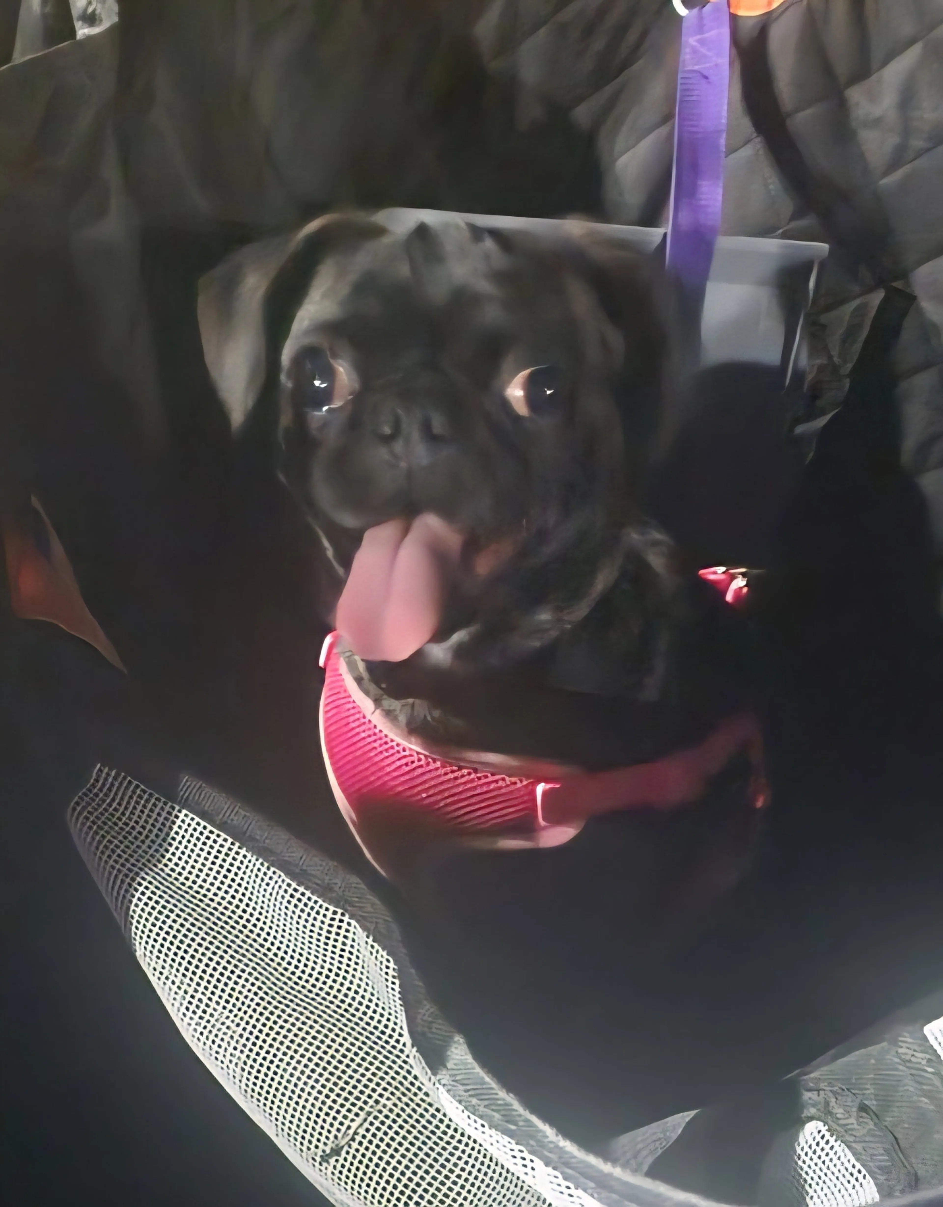Found pet-1