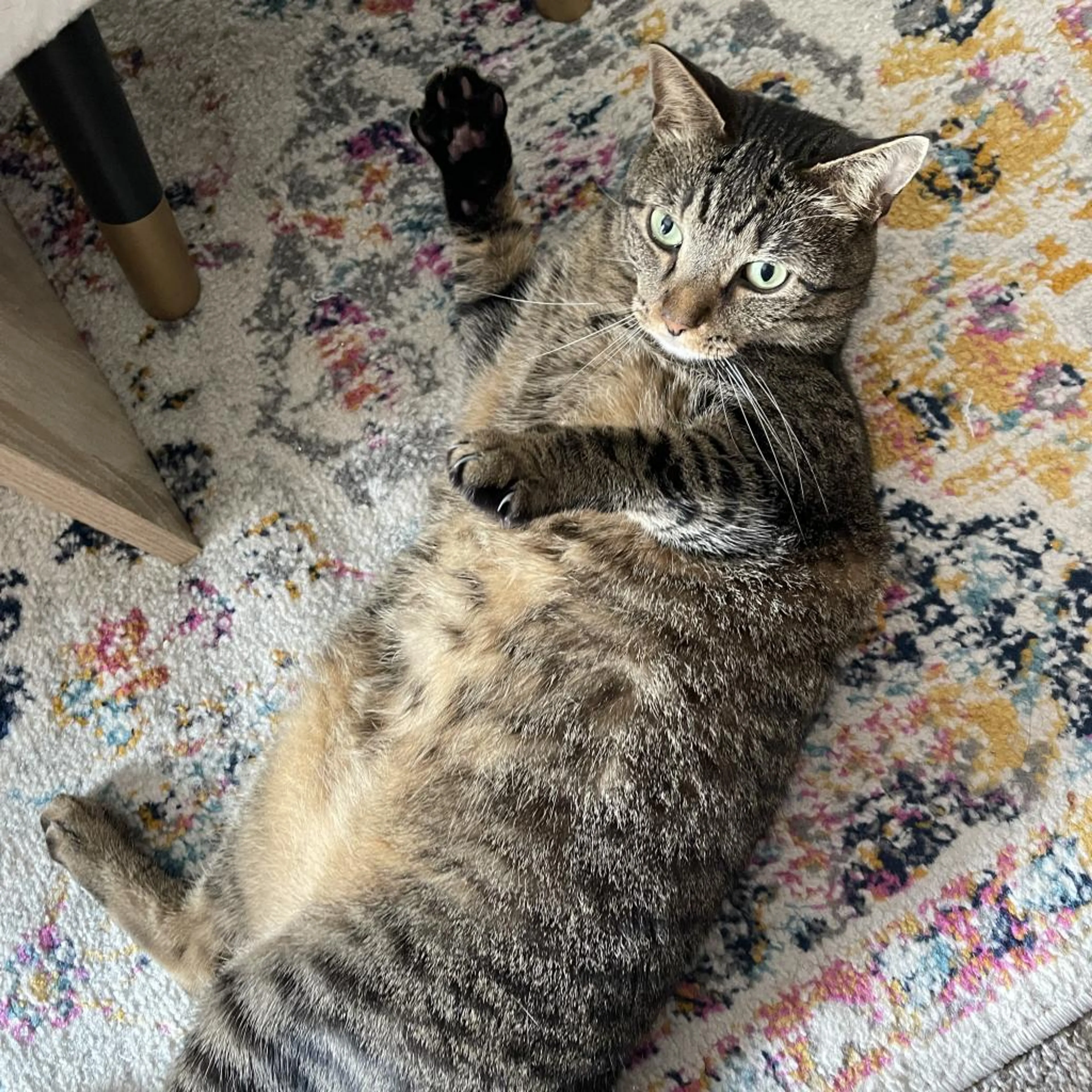 Found pet-1