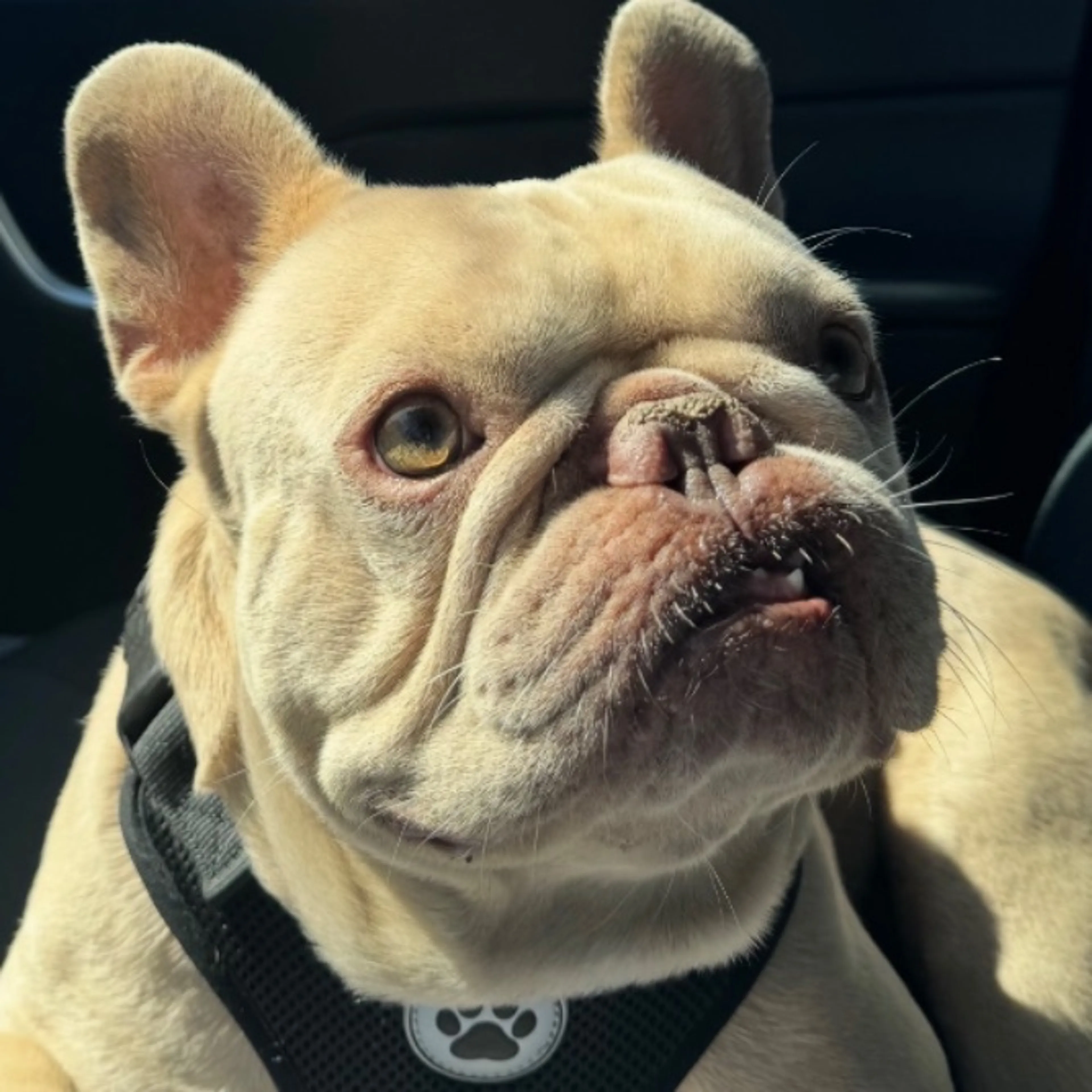 Lost pet