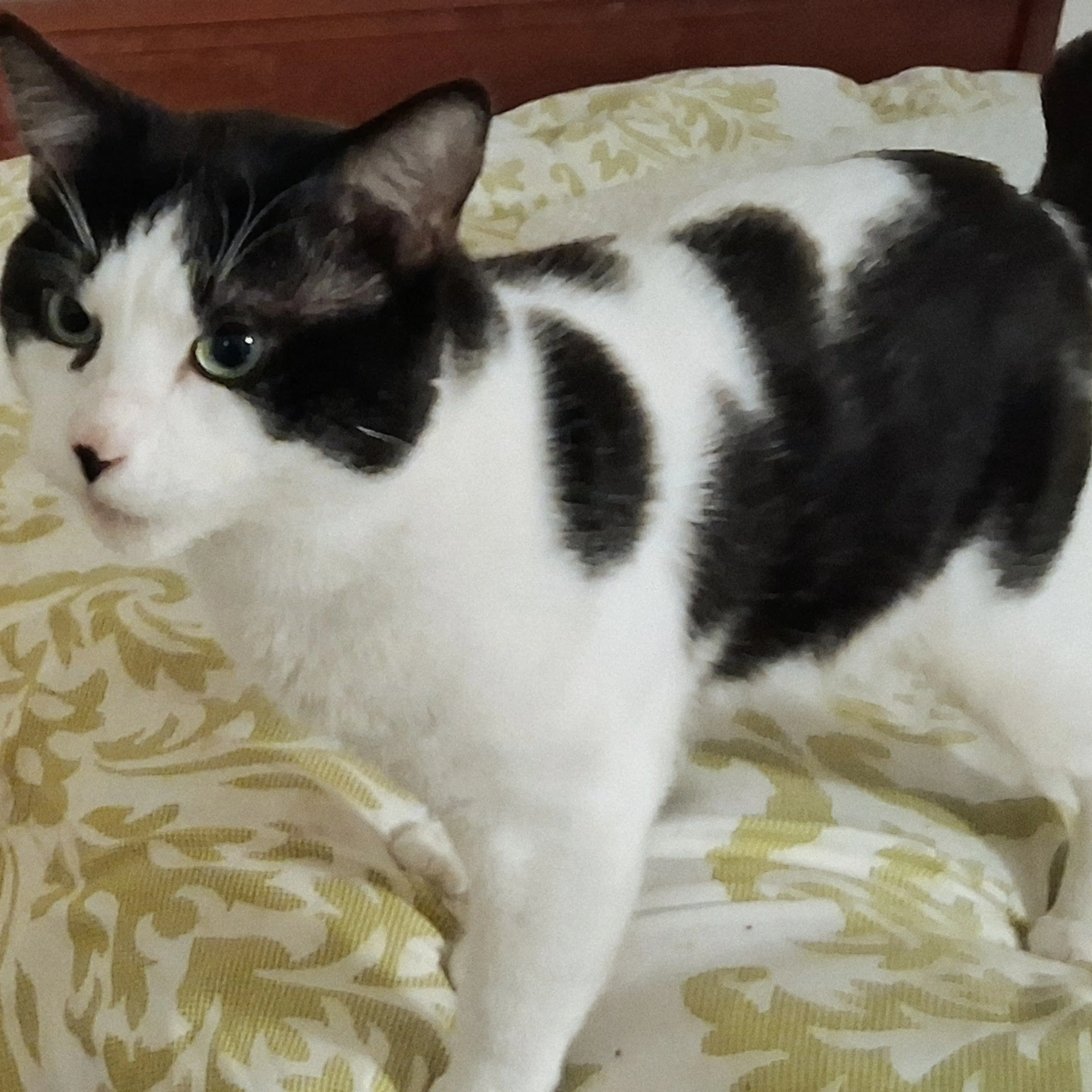 Lost pet-0