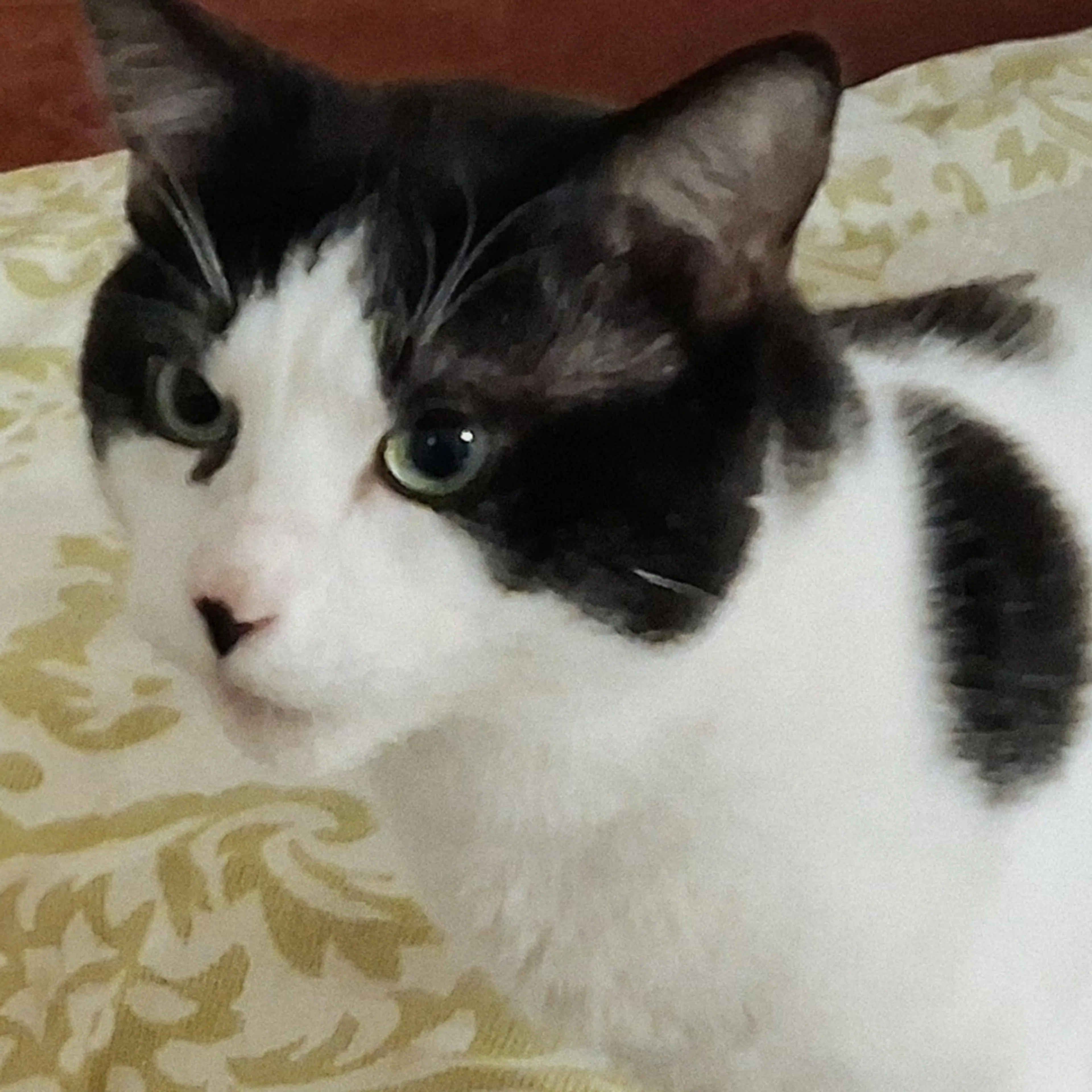 Lost pet-1
