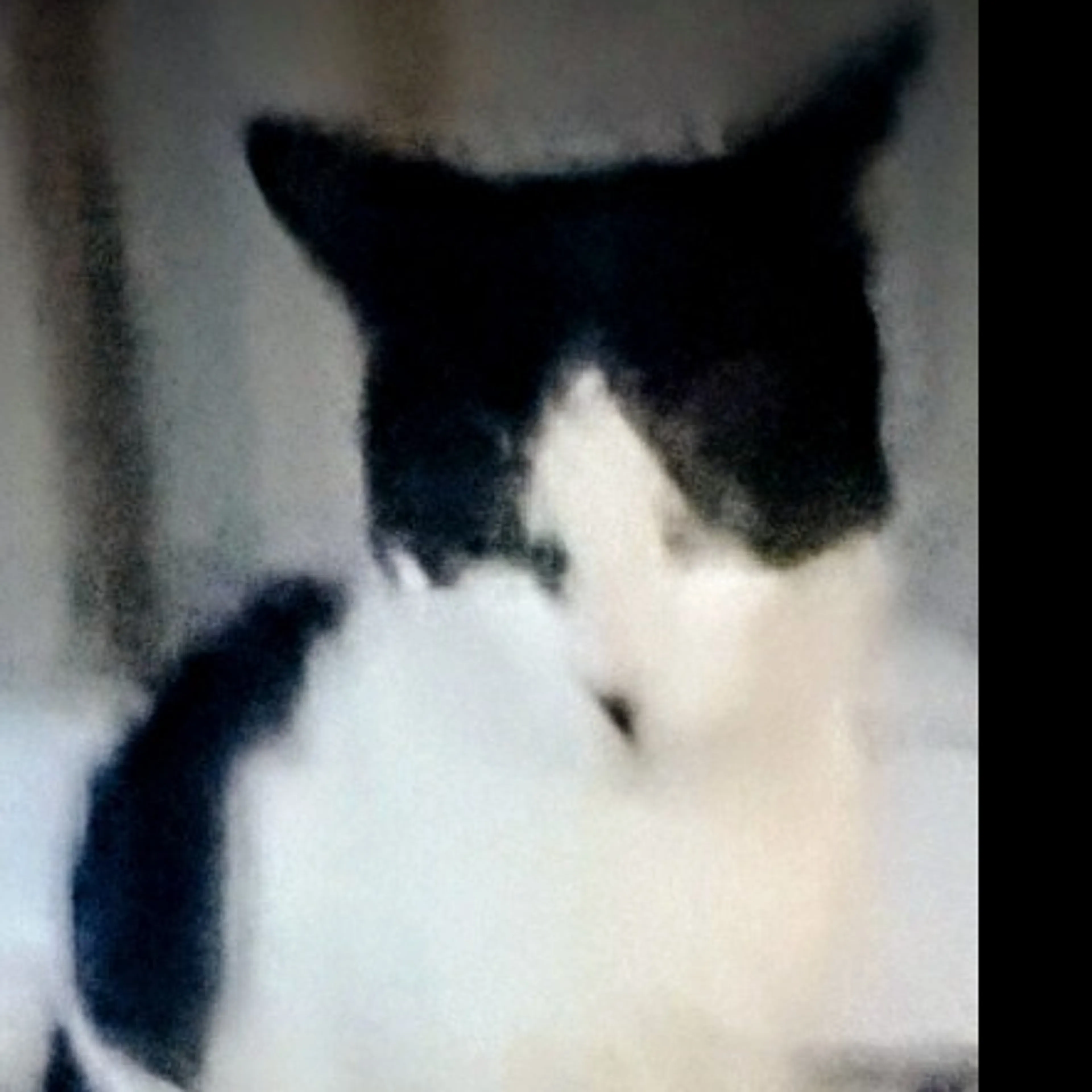 Lost pet-1