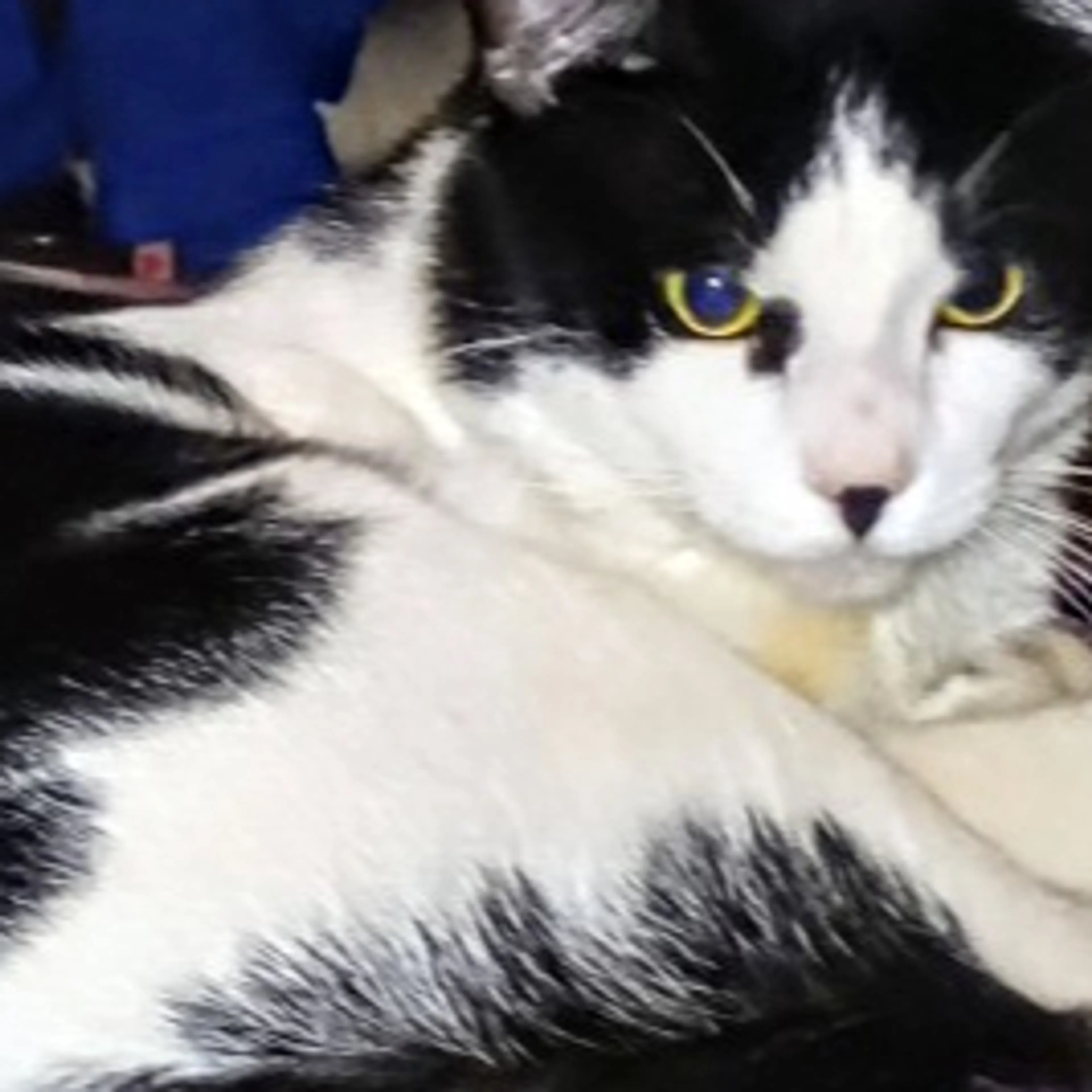 Lost pet-3