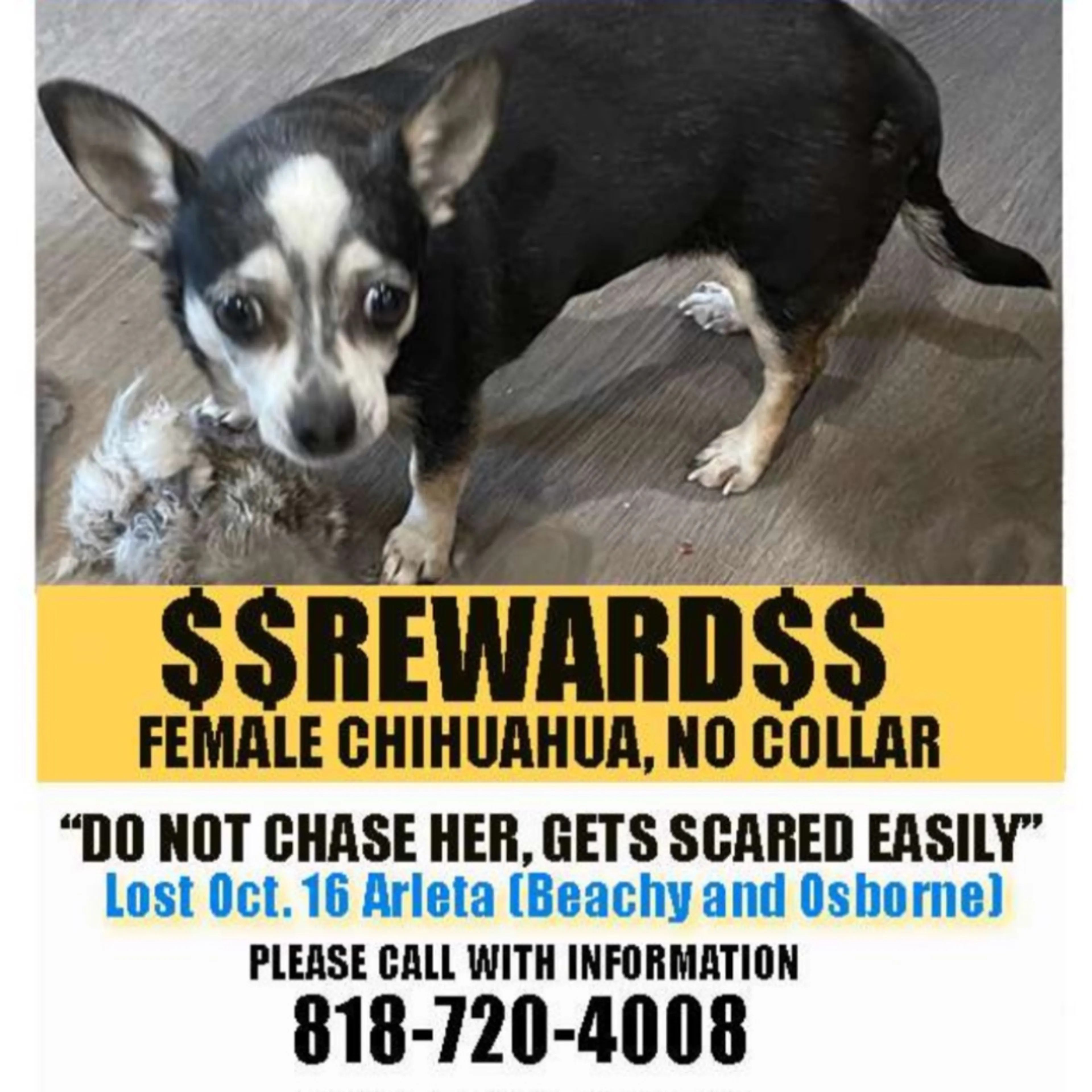 Lost pet