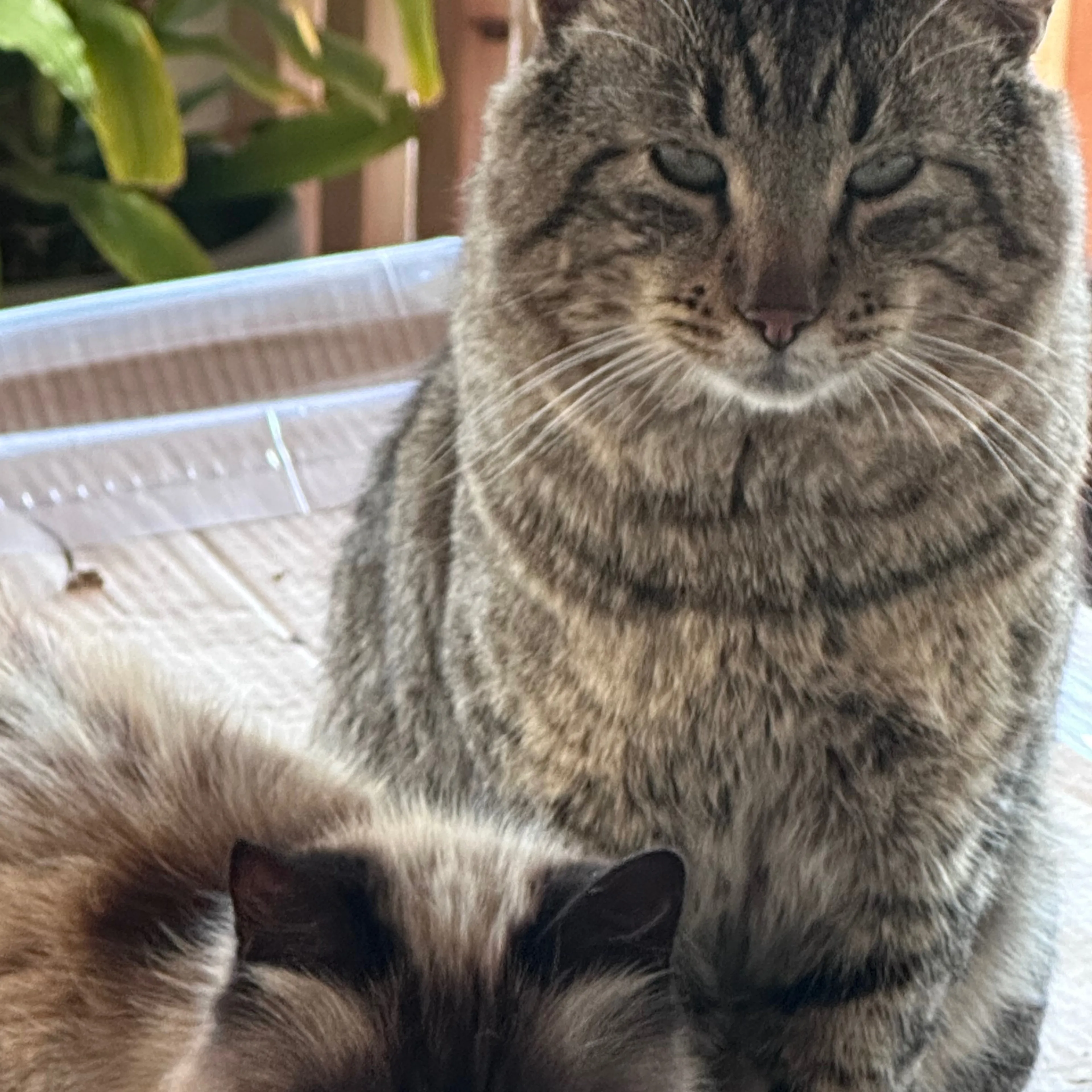 Lost pet-1