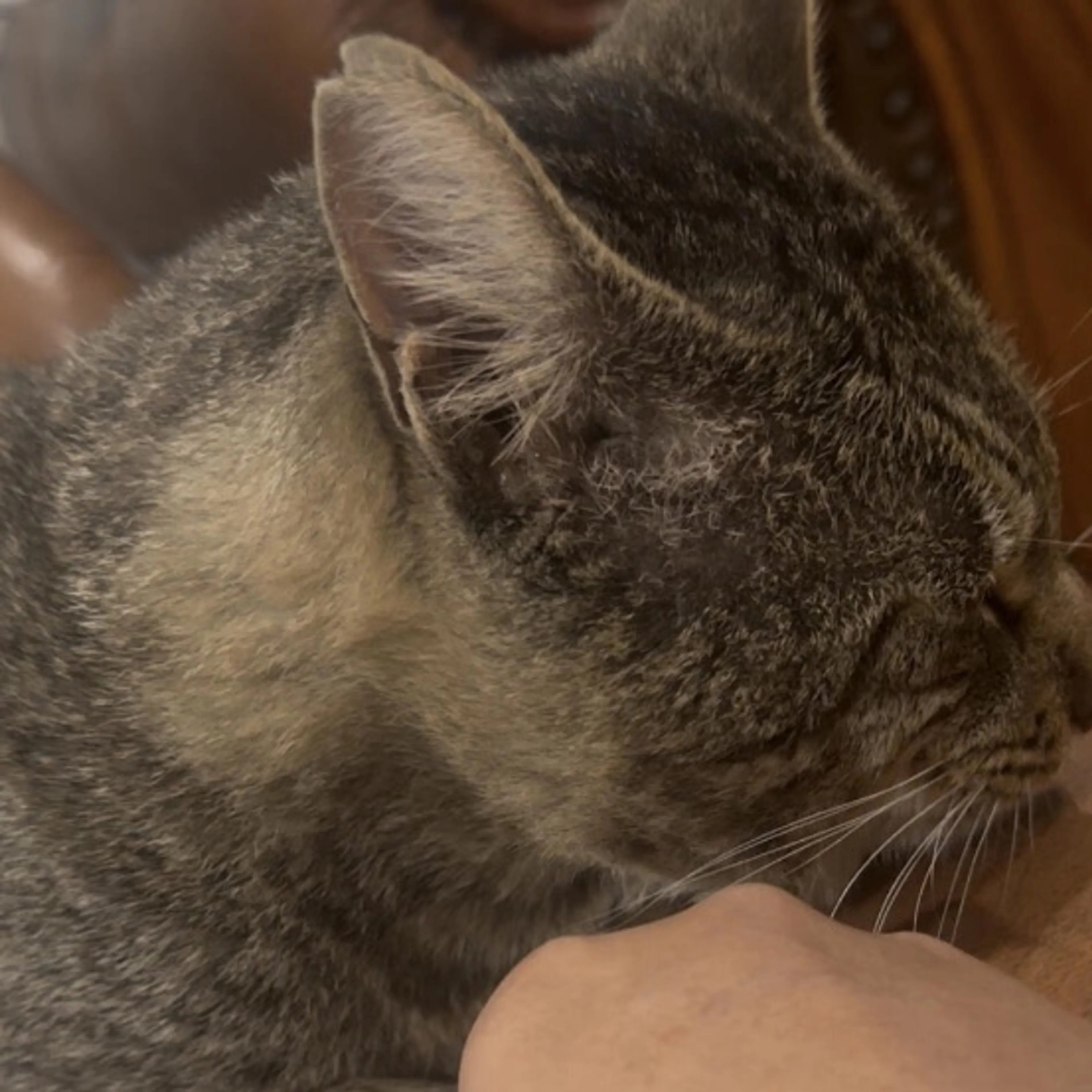 Lost pet-0