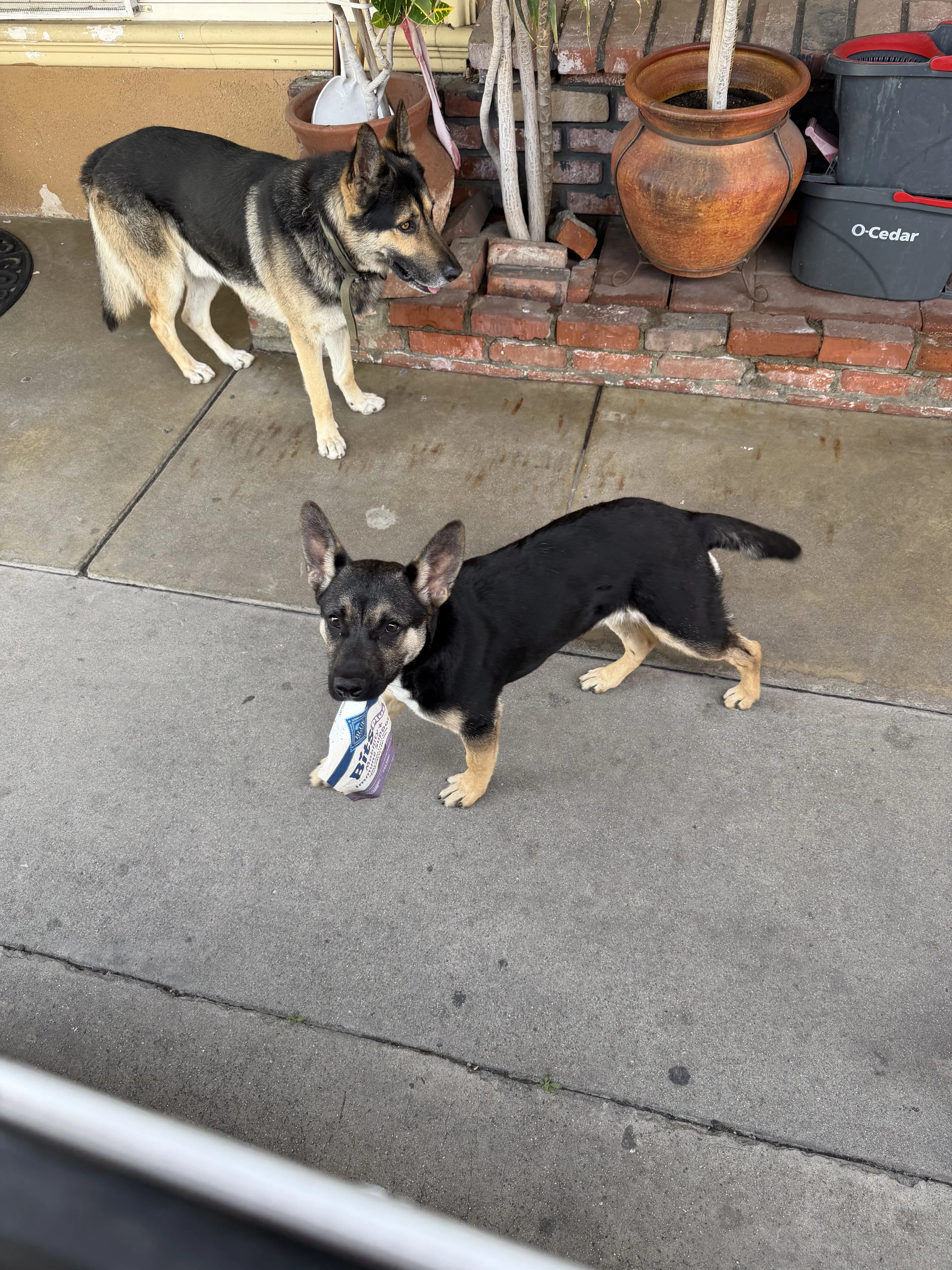 Lost pet-0
