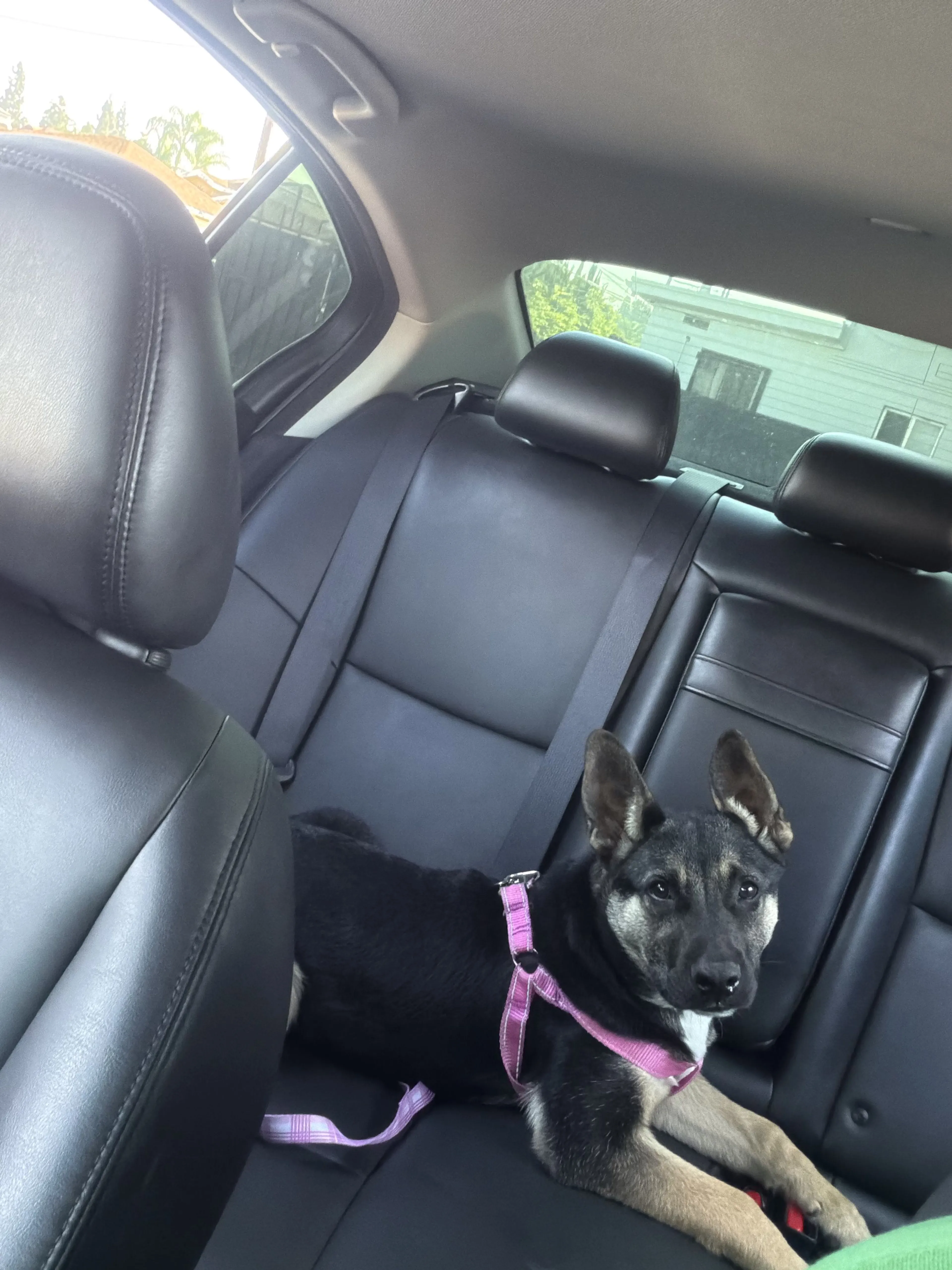 Lost pet-1